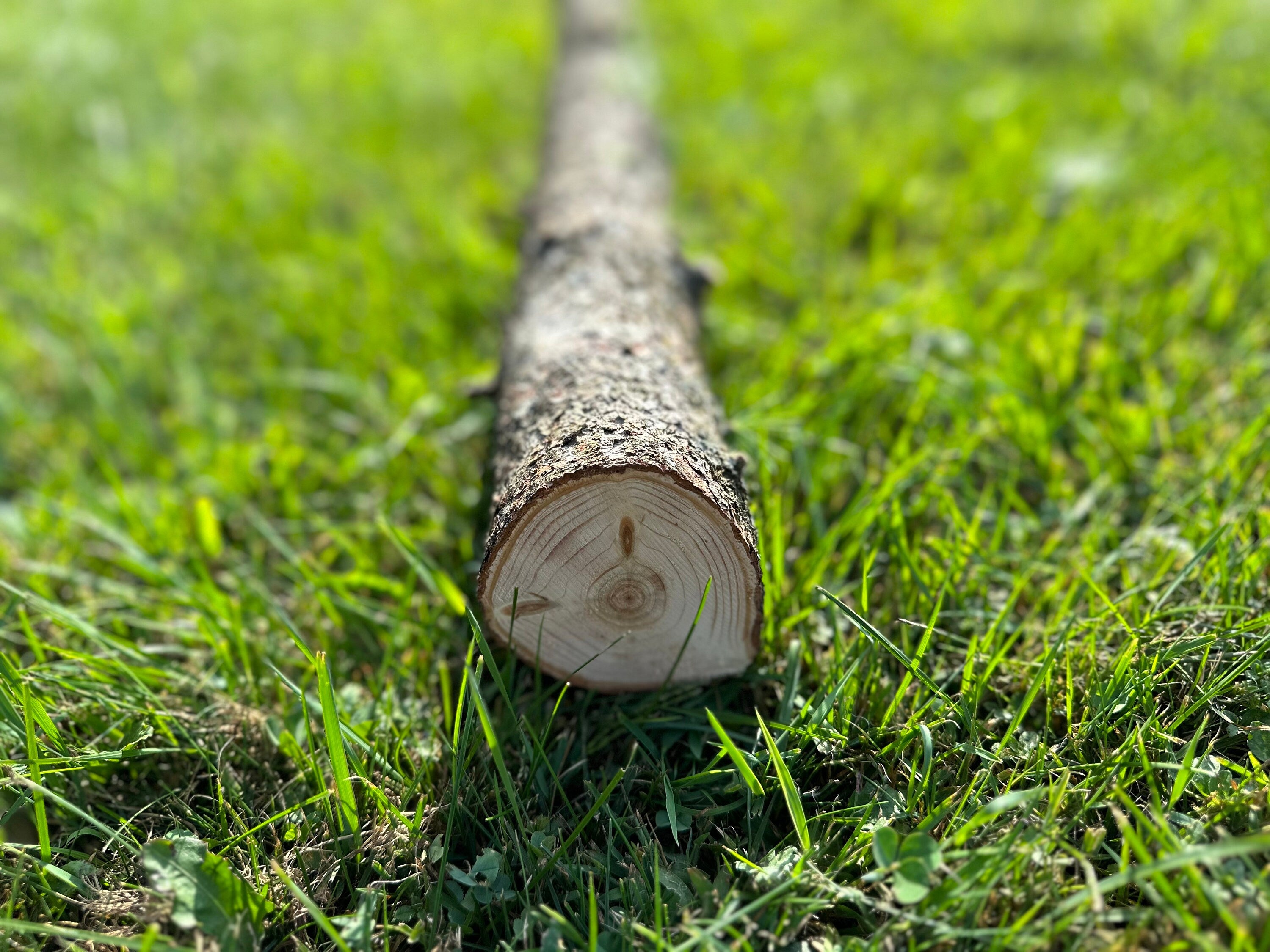 Tamarack Log, 58 Inches Long, Choose Diameter, Hackmatack, Larch