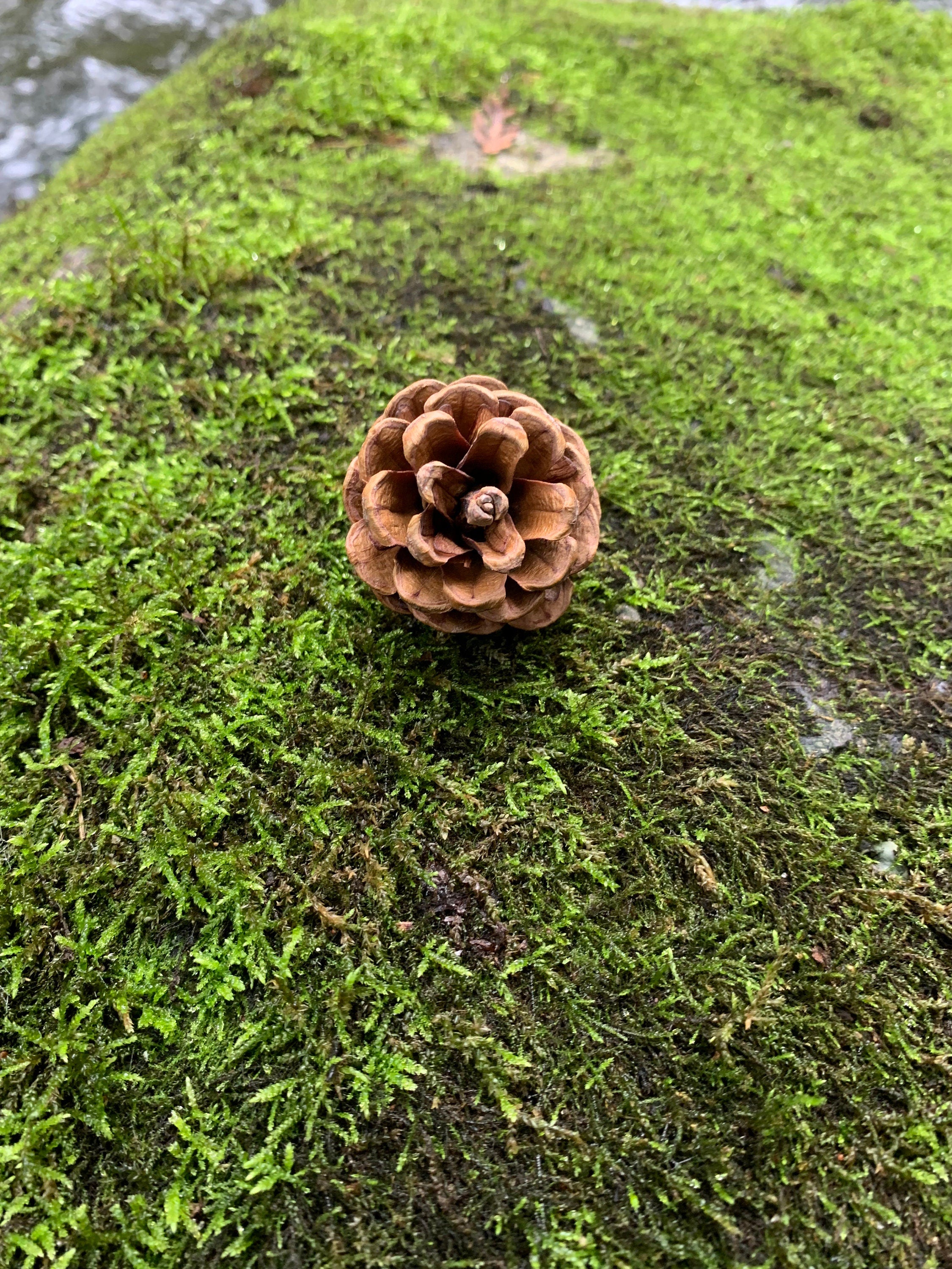 Pine Cones, Smaller, Red Pine, 150 Count, Beautiful Brown Cones, NOT Weathered or Gray