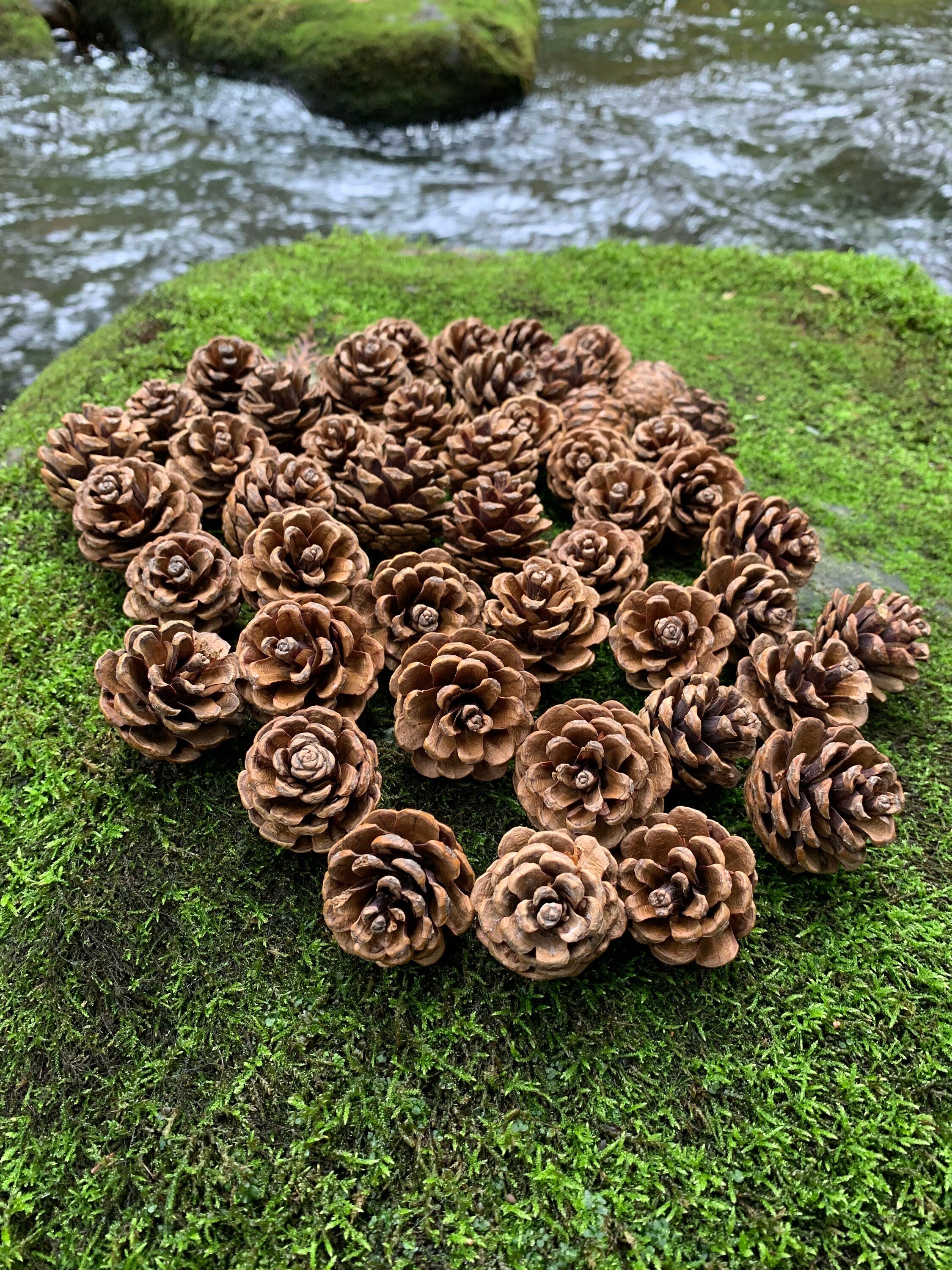 Pine Cones, Smaller, Red Pine, 50 count, Beautiful Brown Cones, NOT weathered or gray