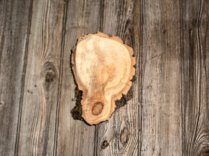 Drumstick Shaped Aspen Burl Slice With Moss, Approximately 8.5 Inches Long by 6 Inches Wide and 2 Inches Thick