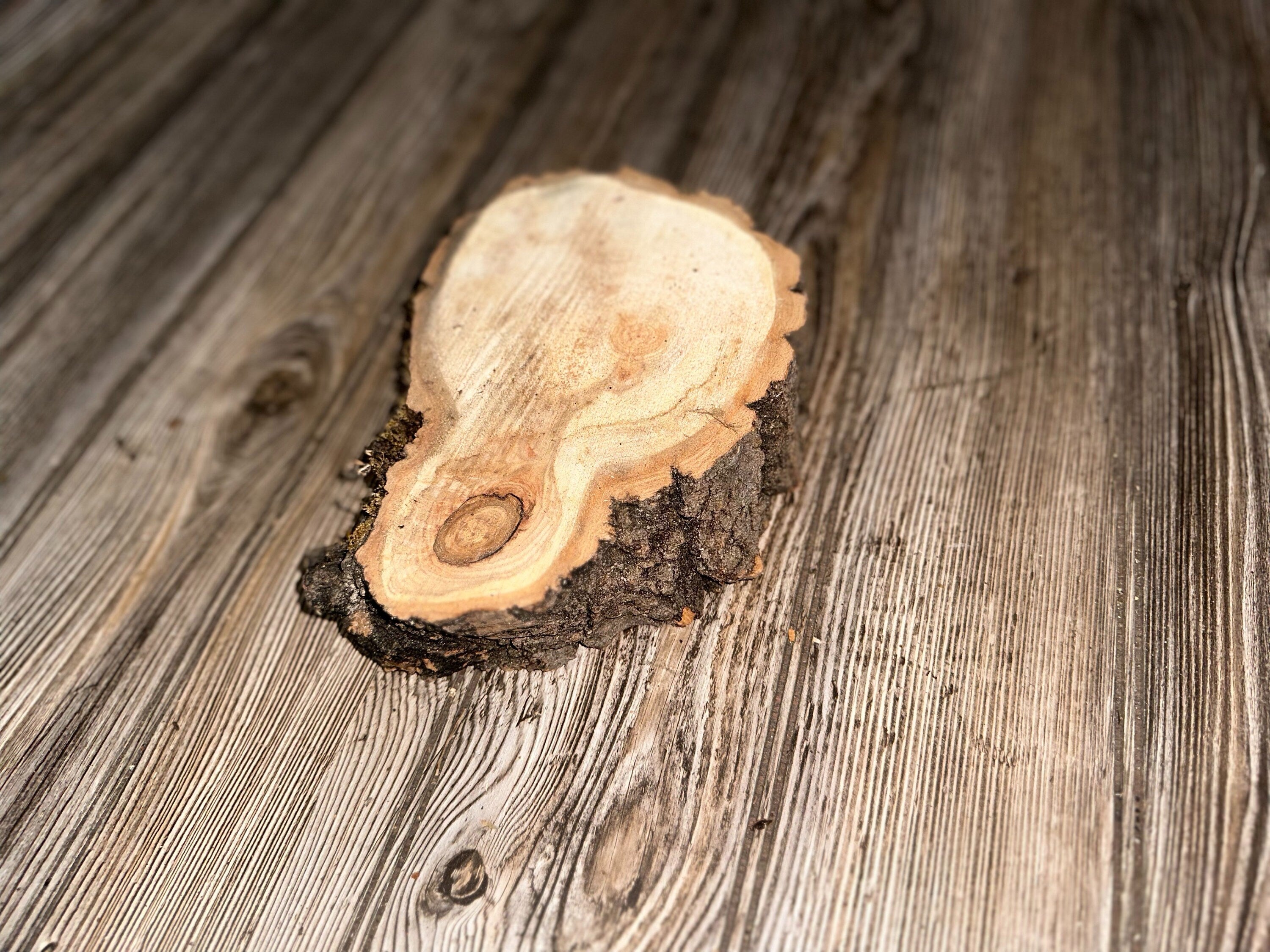 Drumstick Shaped Aspen Burl Slice With Moss, Approximately 8.5 Inches Long by 6 Inches Wide and 2 Inches Thick