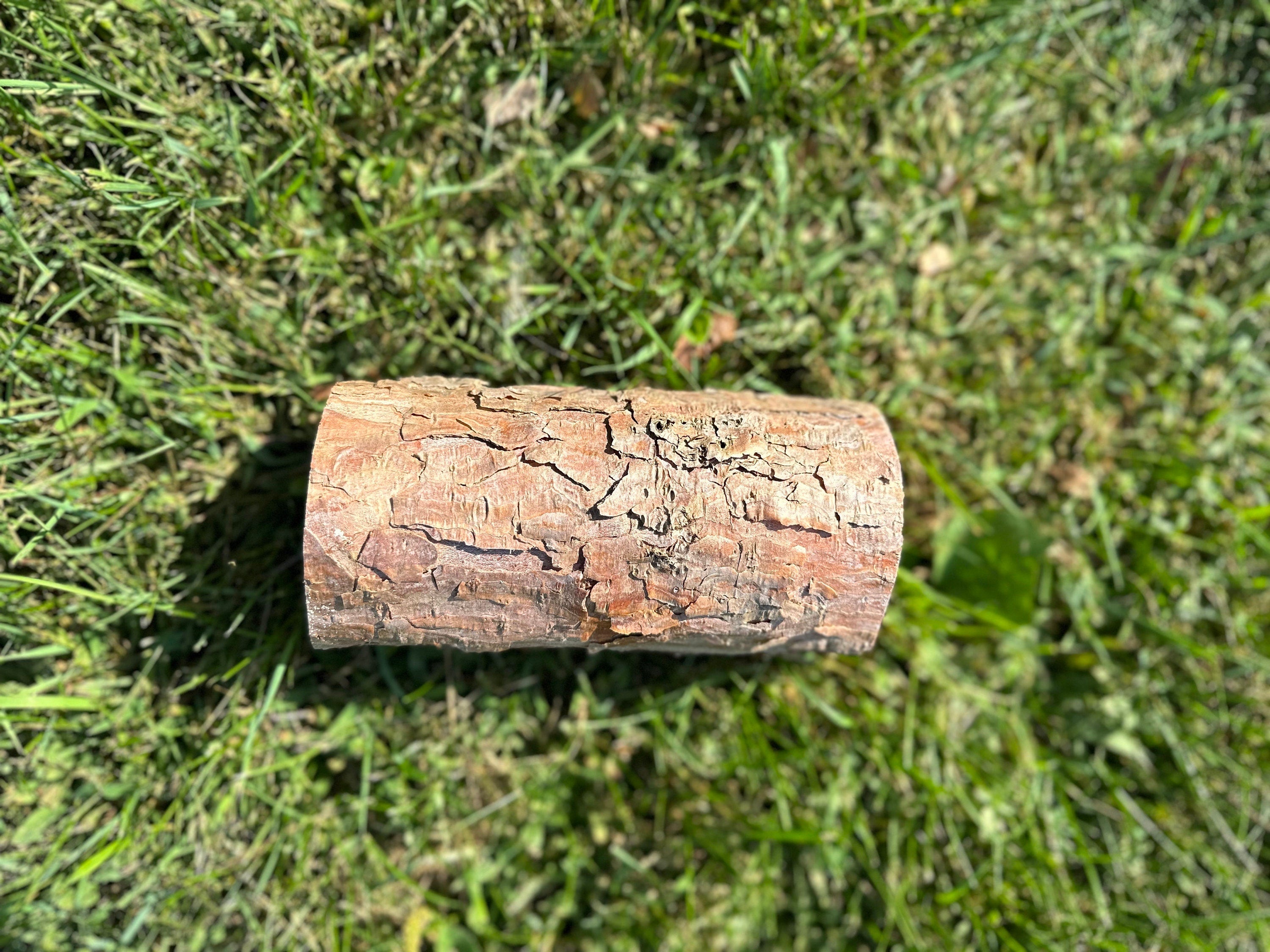 Red Pine Log, 6 Inches Long, Choose Diameter, Norway Pine