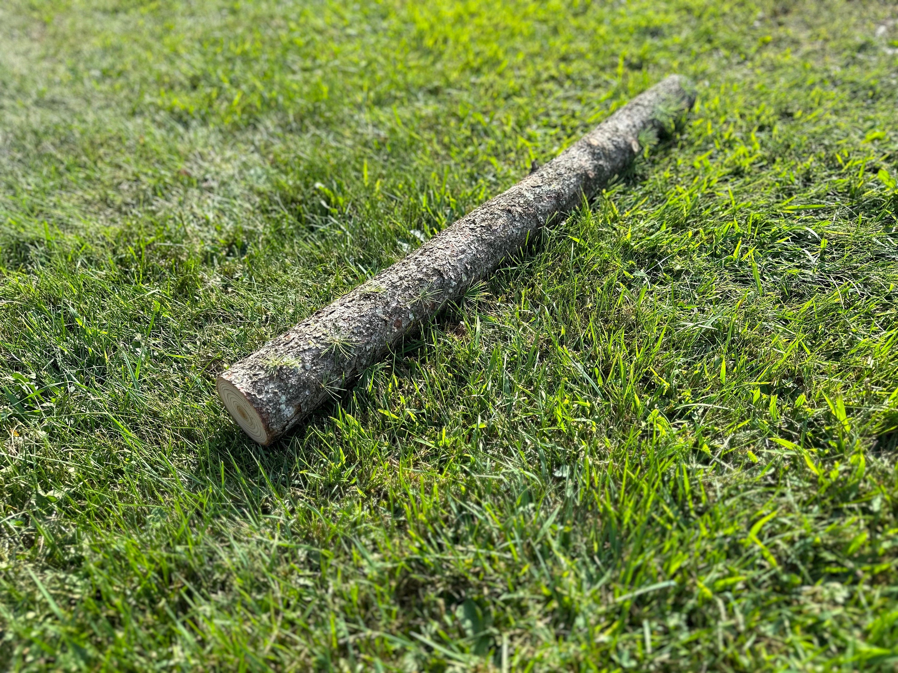 Tamarack Log, 36 Inches Long, Choose Diameter, Hackmatack, Larch