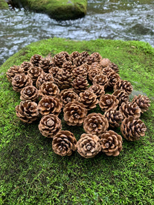 Pine Cones, Smaller, Red Pine, 300 Count, Beautiful Brown Cones, NOT Weathered or Gray