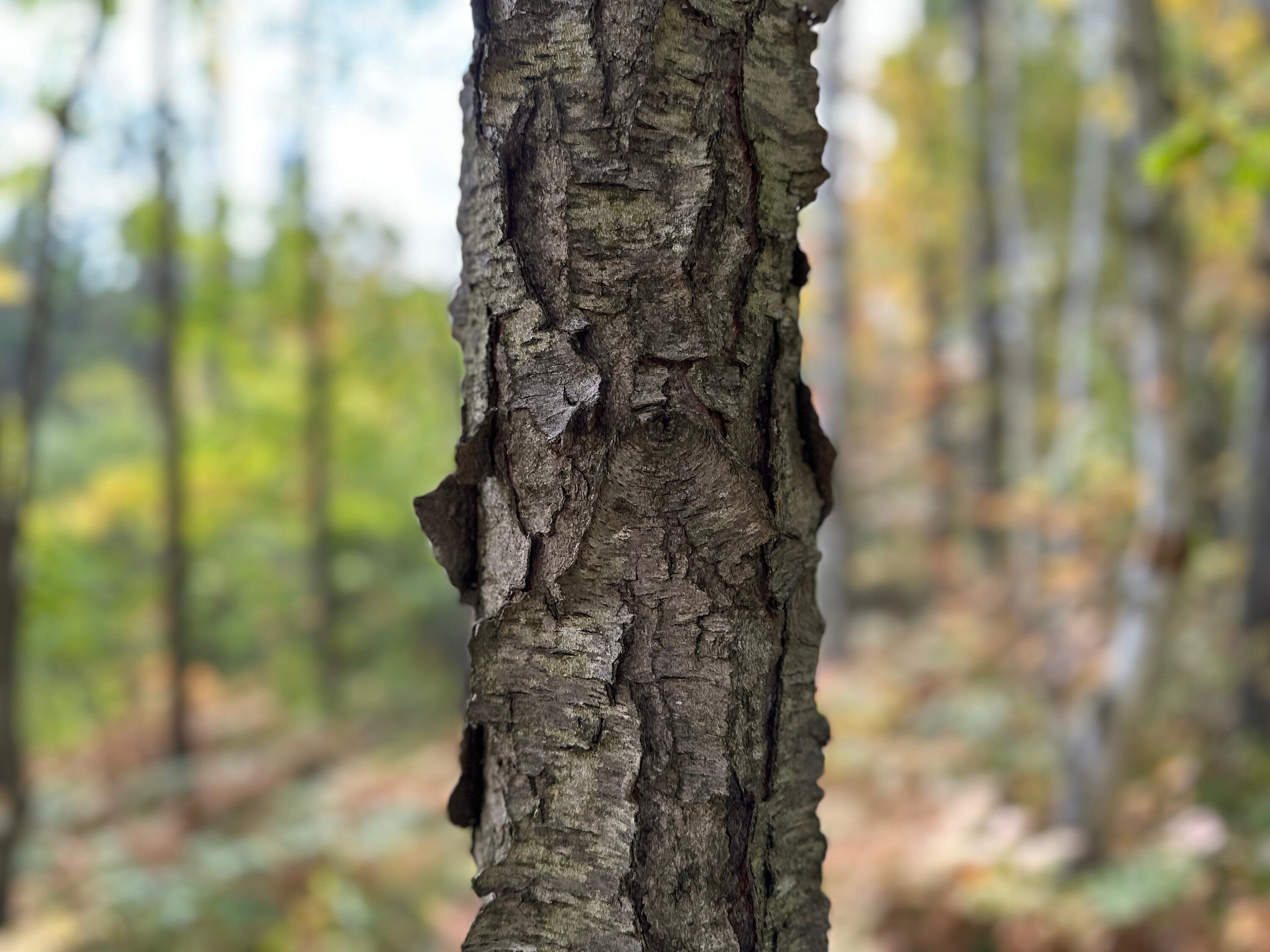 Cherry Logs, 6 Inches Long, Choose Diameter, Black Cherry, American Cherry, Prunus Serotina