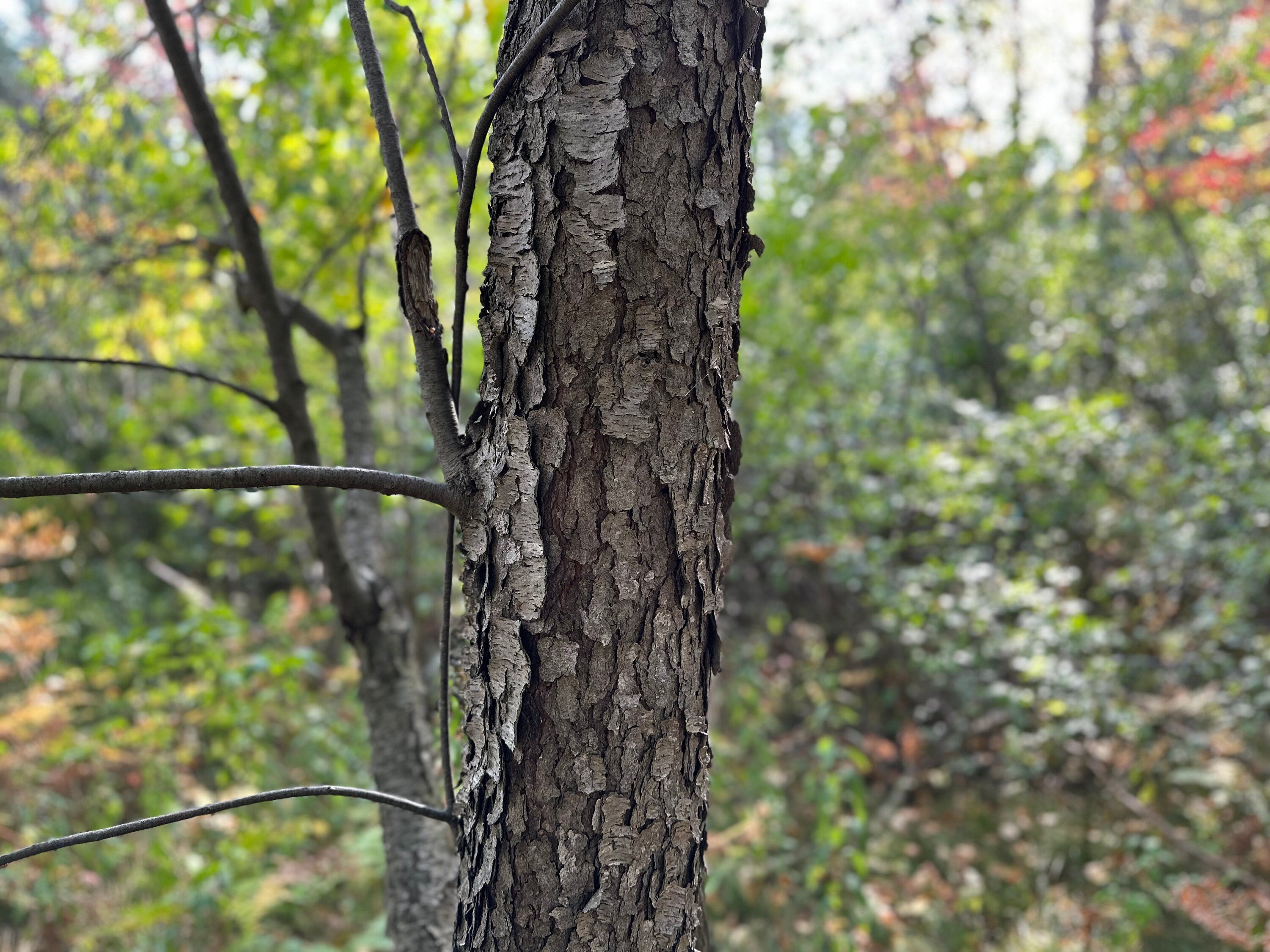 Cherry Logs, 6 Inches Long, Choose Diameter, Black Cherry, American Cherry, Prunus Serotina