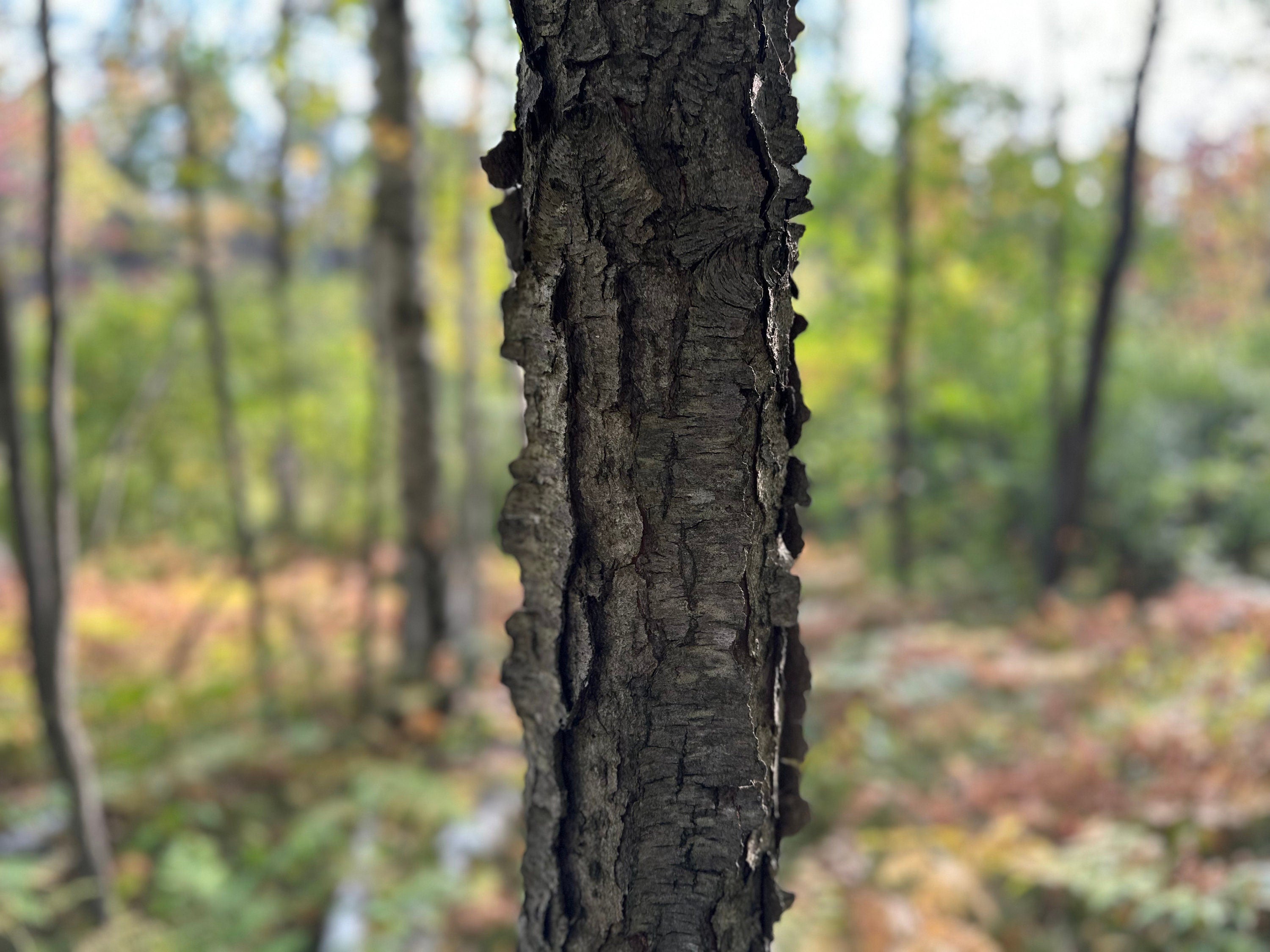 Cherry Logs, 12 Inches Long, Choose Diameter, Black Cherry, American Cherry, Prunus Serotina