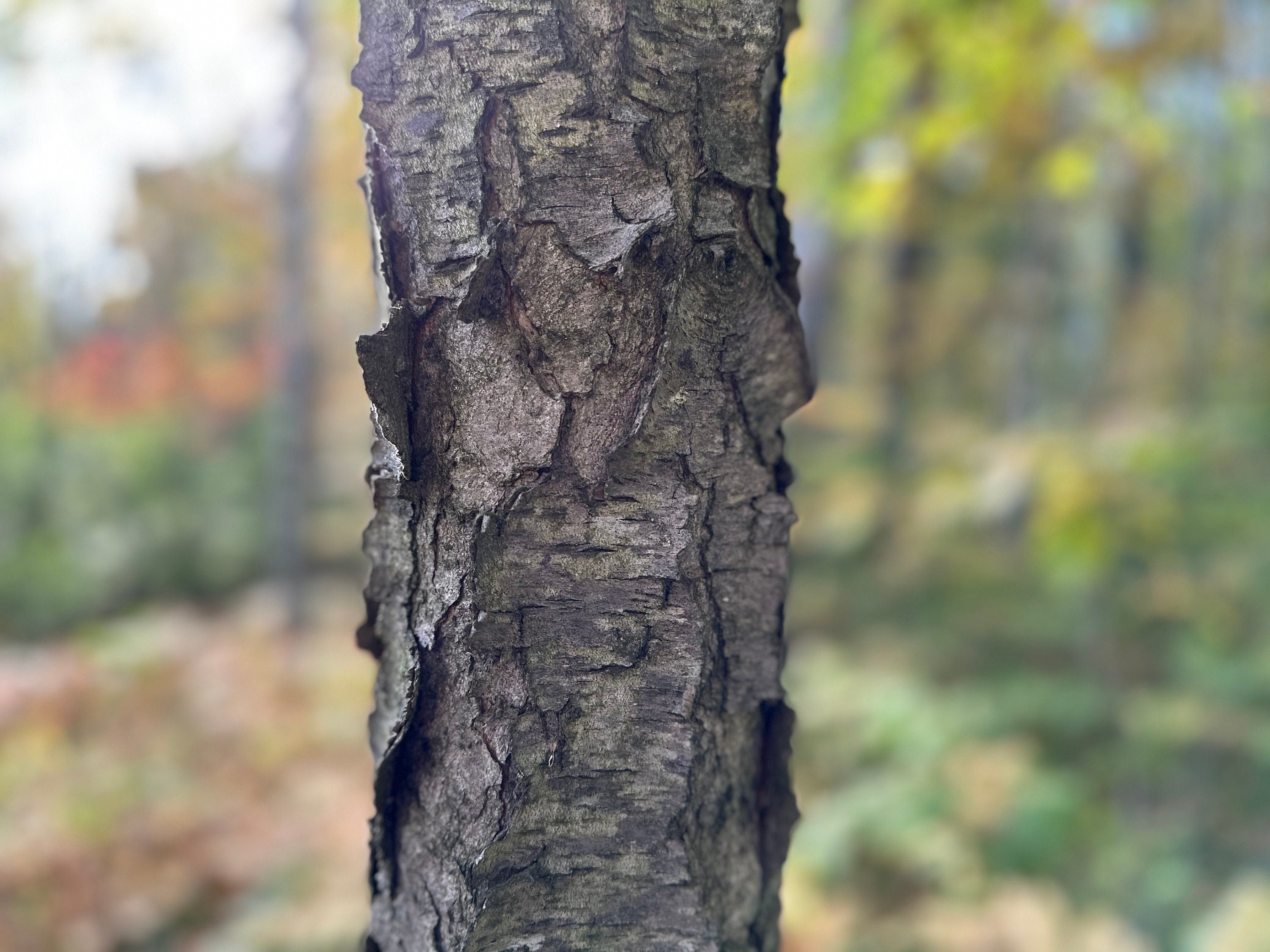 Cherry Logs, 16 Inches Long, Choose Diameter, Black Cherry, American Cherry, Prunus Serotina