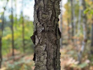 Cherry Logs, 16 Inches Long, Choose Diameter, Black Cherry, American Cherry, Prunus Serotina