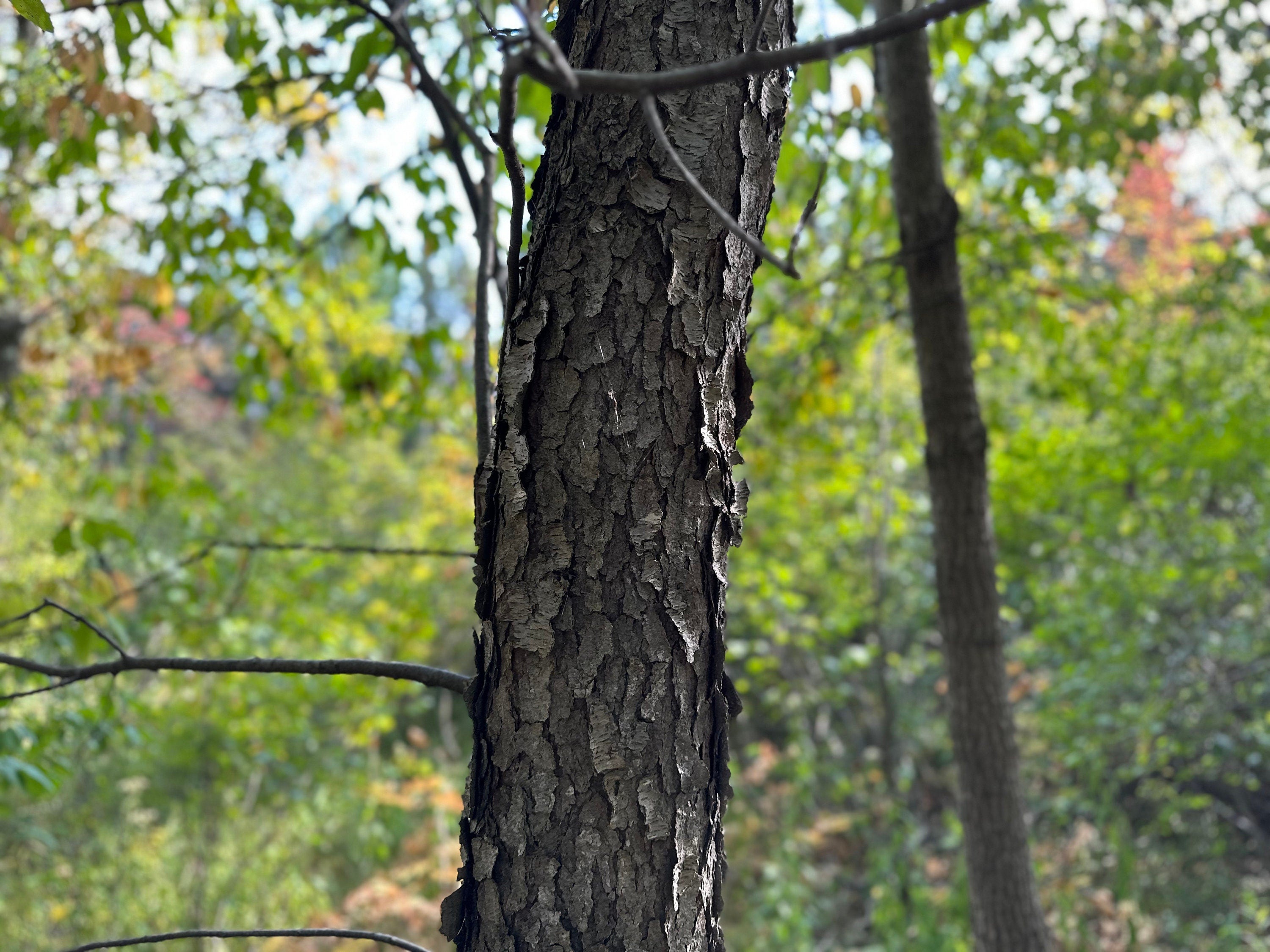 Cherry Log, 36 Inches Long, Choose Diameter, Black Cherry, American Cherry, Prunus Serotina