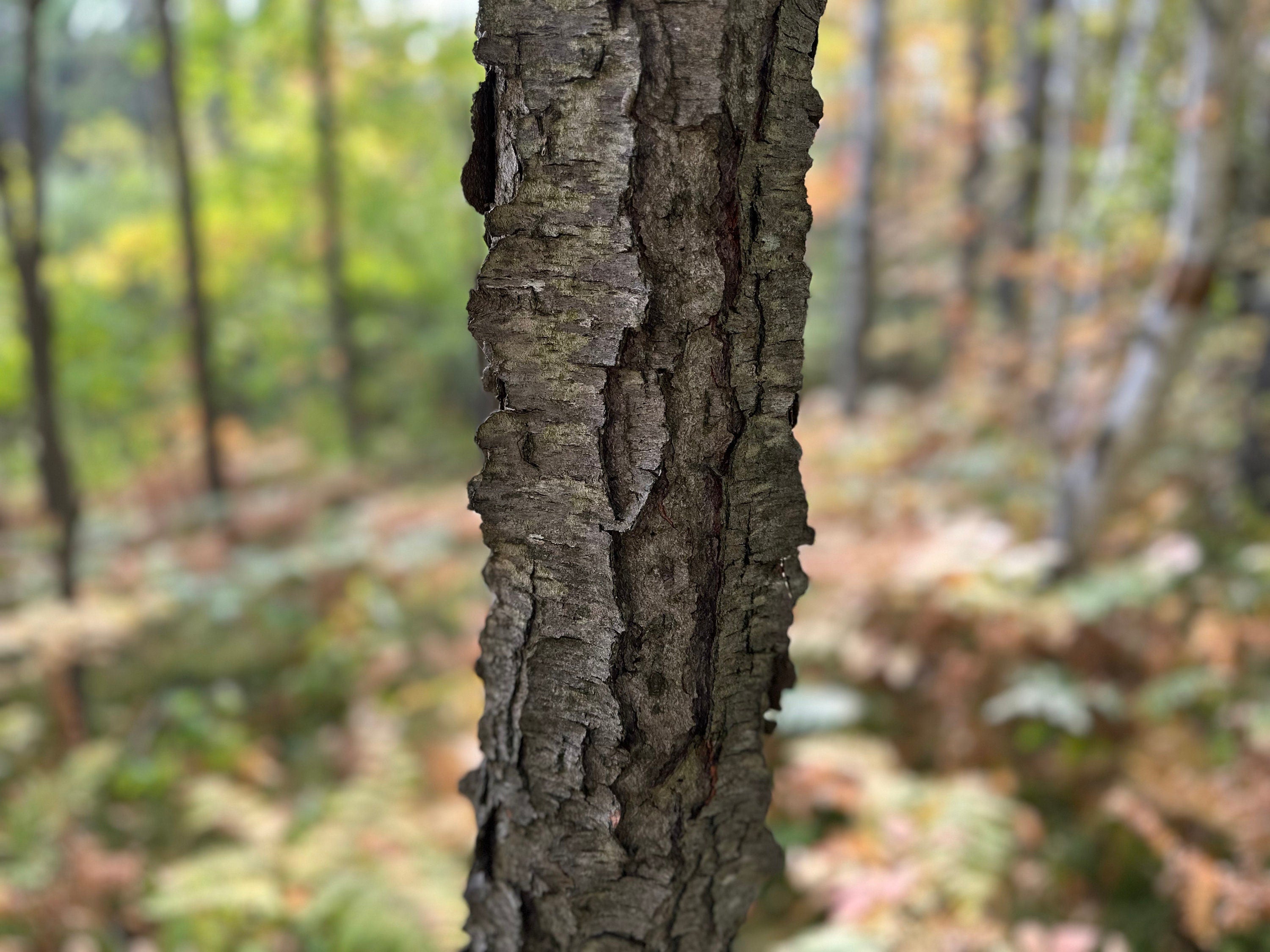 Cherry Log, 36 Inches Long, Choose Diameter, Black Cherry, American Cherry, Prunus Serotina