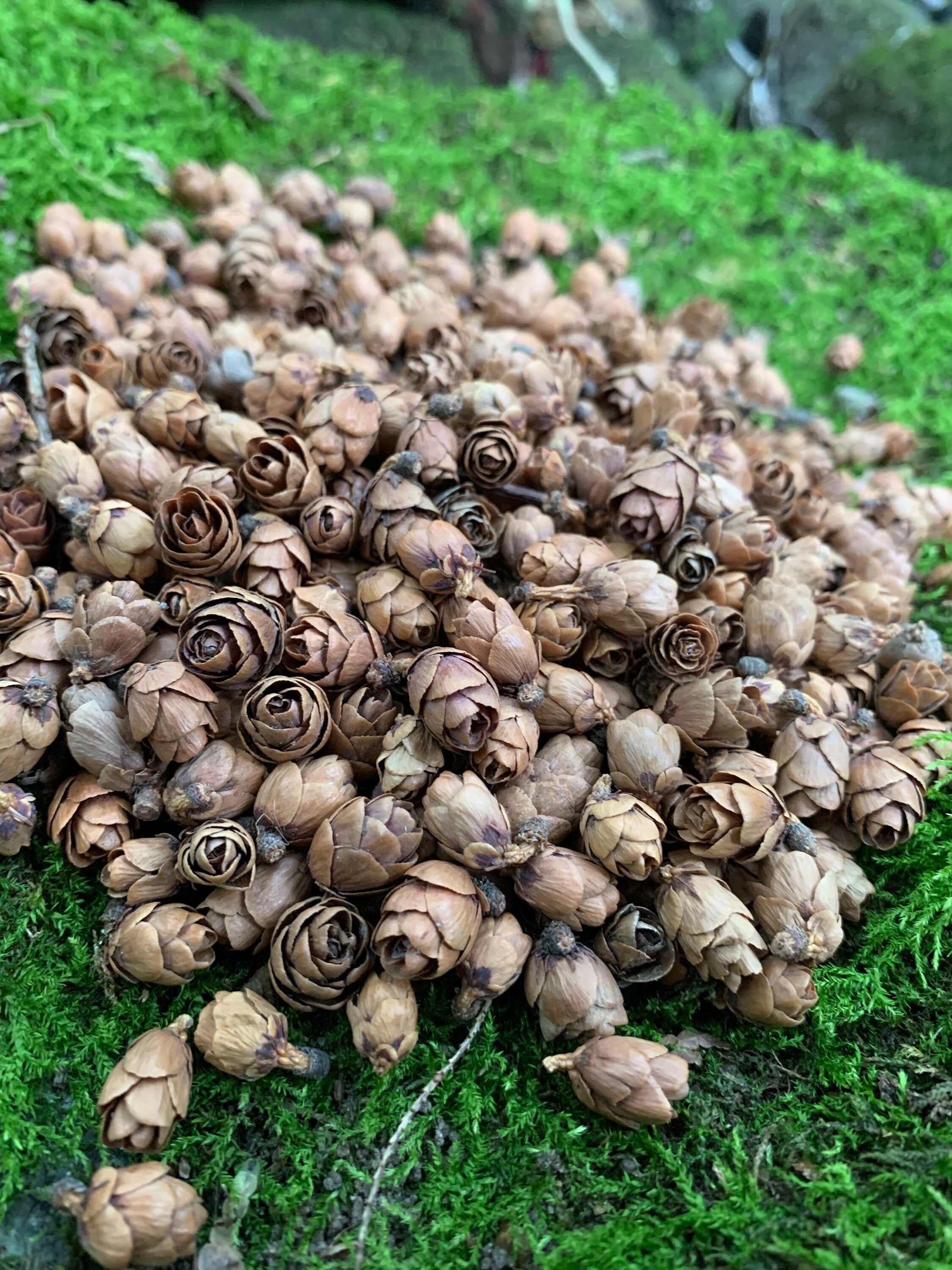 Tamarack Cones, 4 Ounces, Approximately 550 Cones