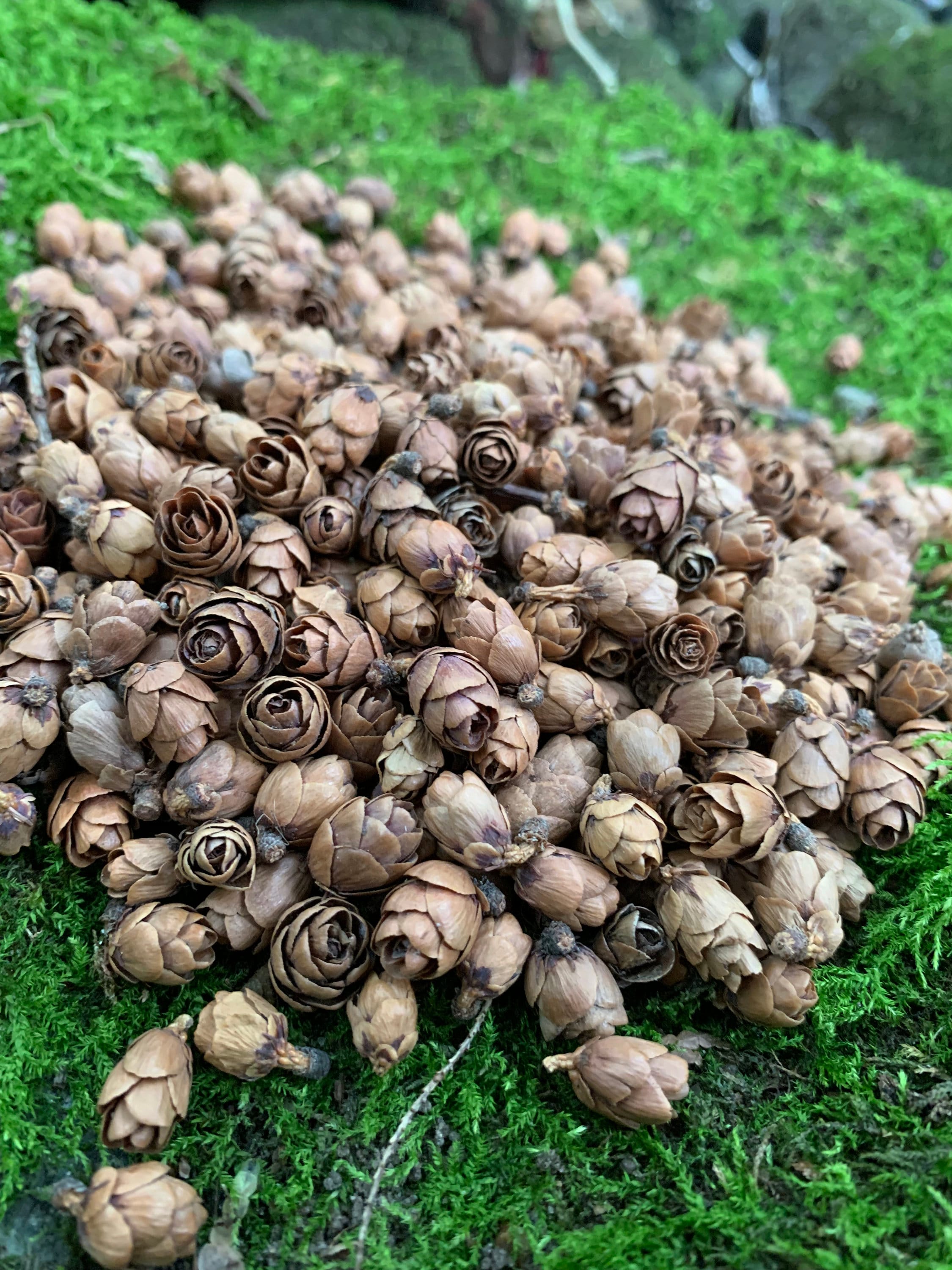 Tamarack Cones, 8 Ounces, Approximately 1000 Cones