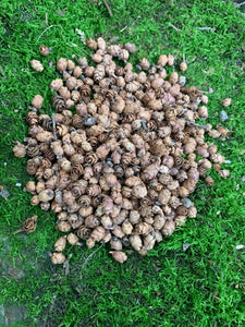 Tamarack Cones, 4 Ounces, Approximately 550 Cones