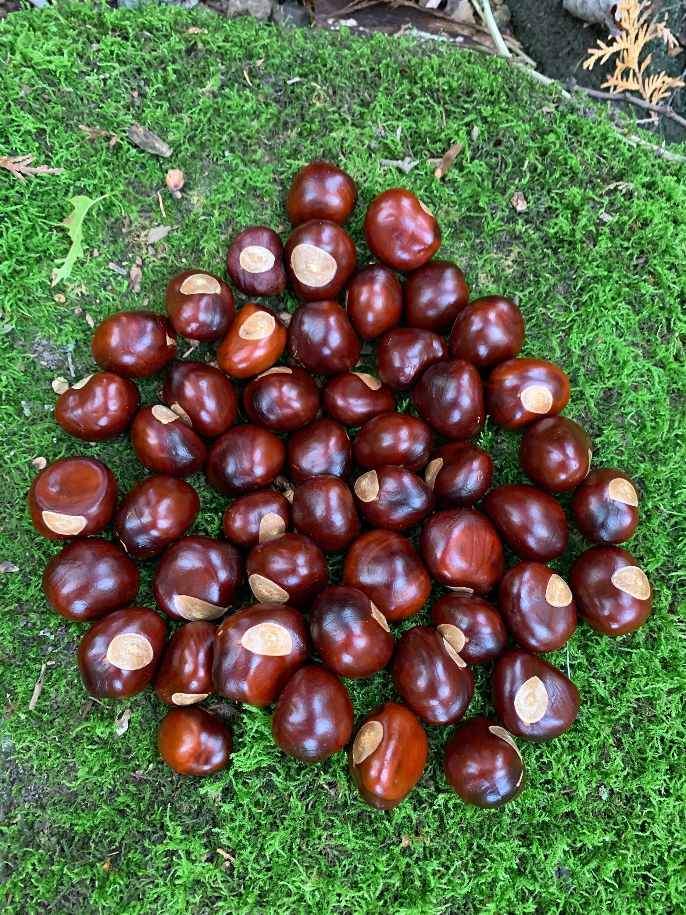 Chestnuts/Buckeyes, 50 count