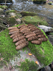 Norway Spruce Cones, 25 Count