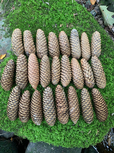 Norway Spruce Cones, 25 Count