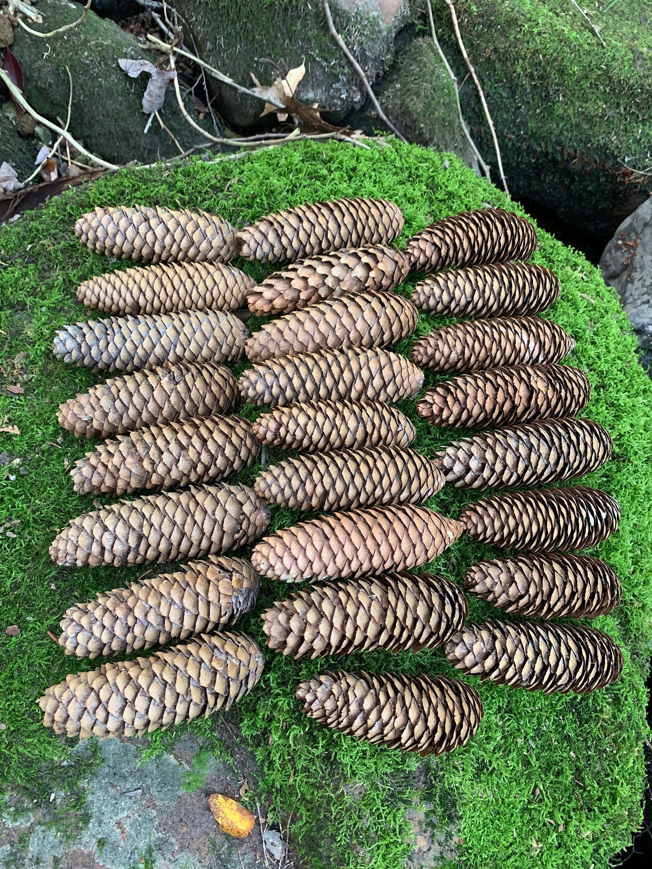 Norway Spruce Cones, 25 Count