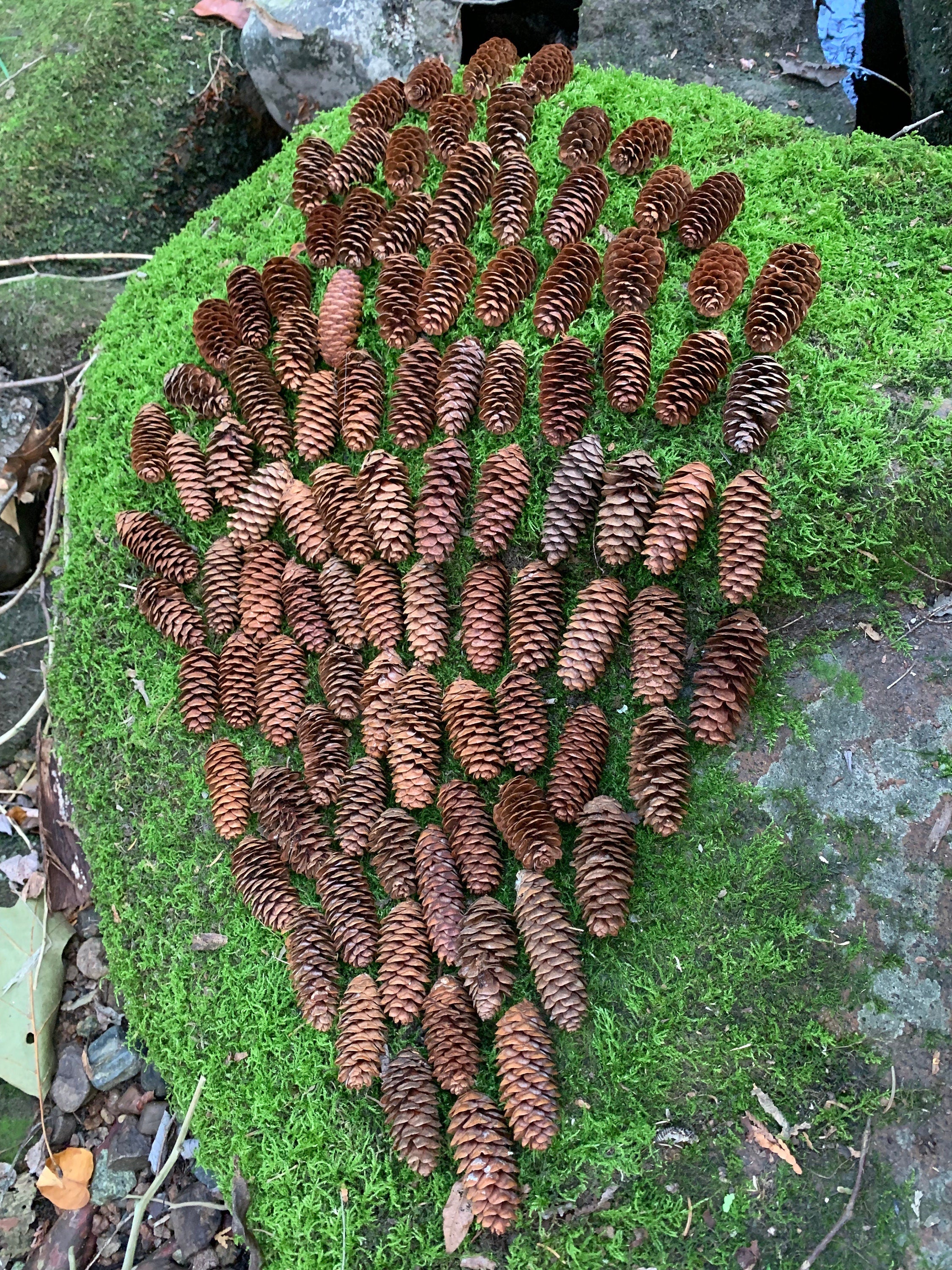 Spruce Cones, White Spruce, 250 Count