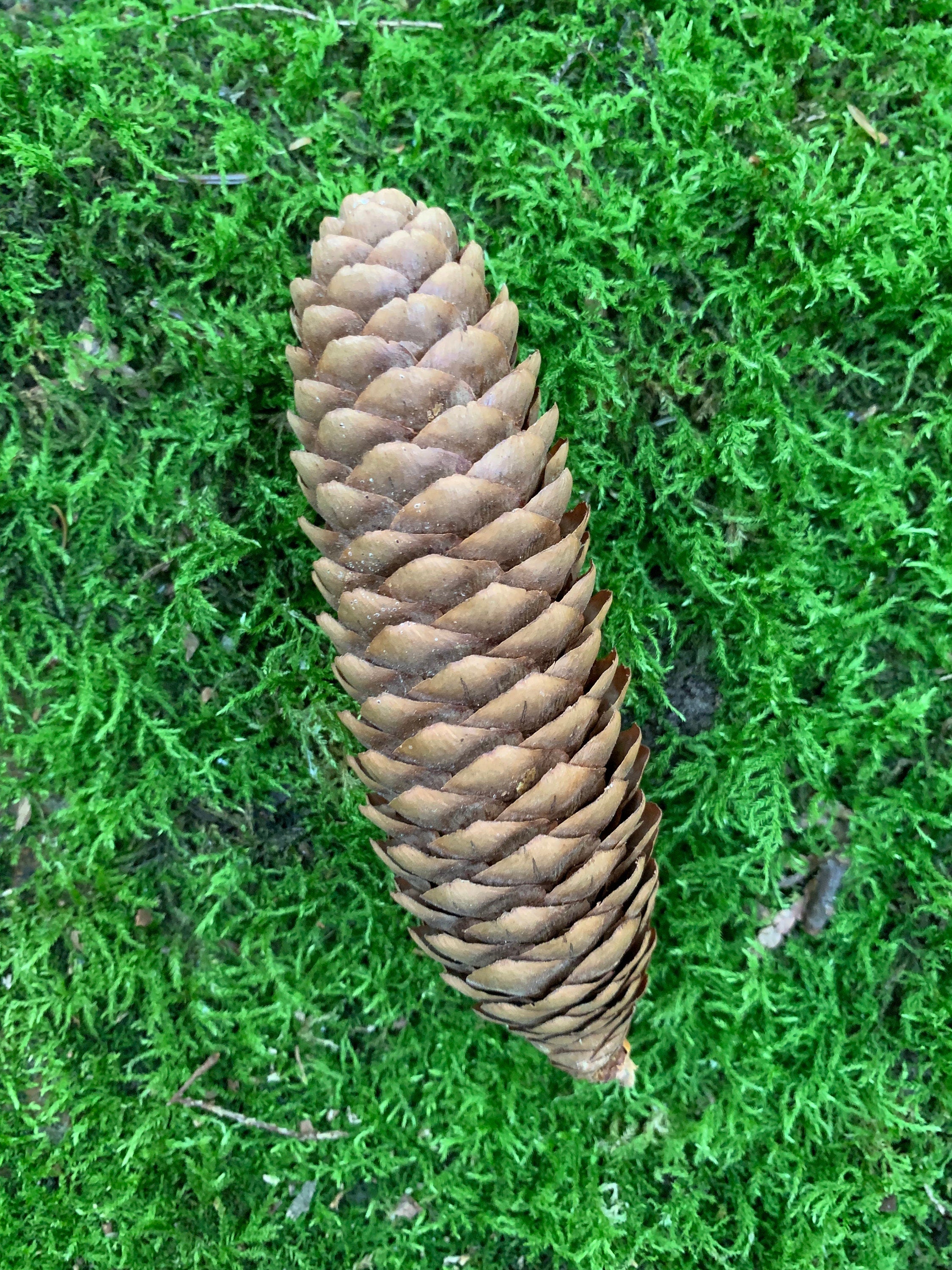 Norway Spruce Cones, 25 Count