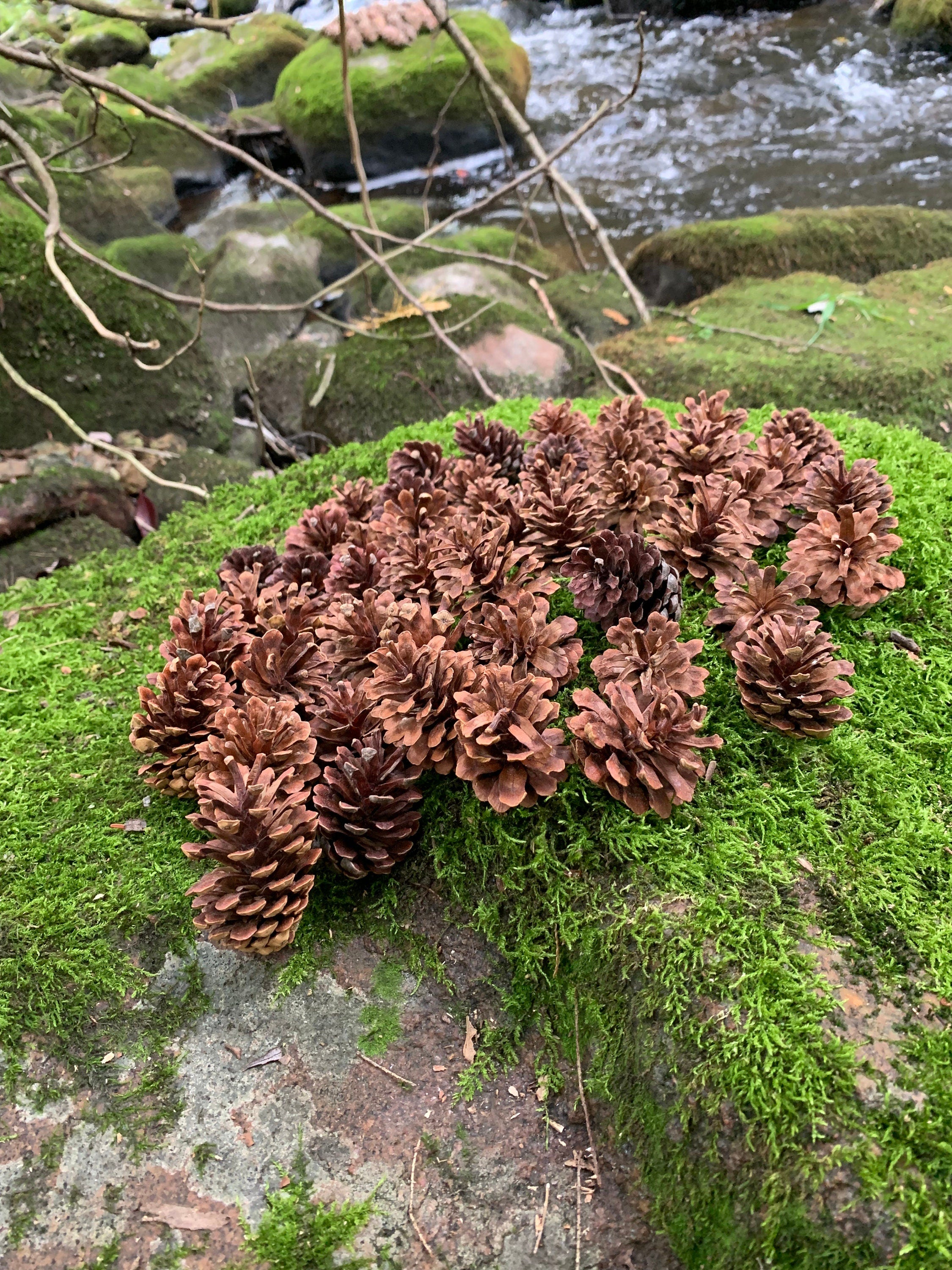 Jack Pine Cones, Jack Pine, Grey Pine, 50 Count