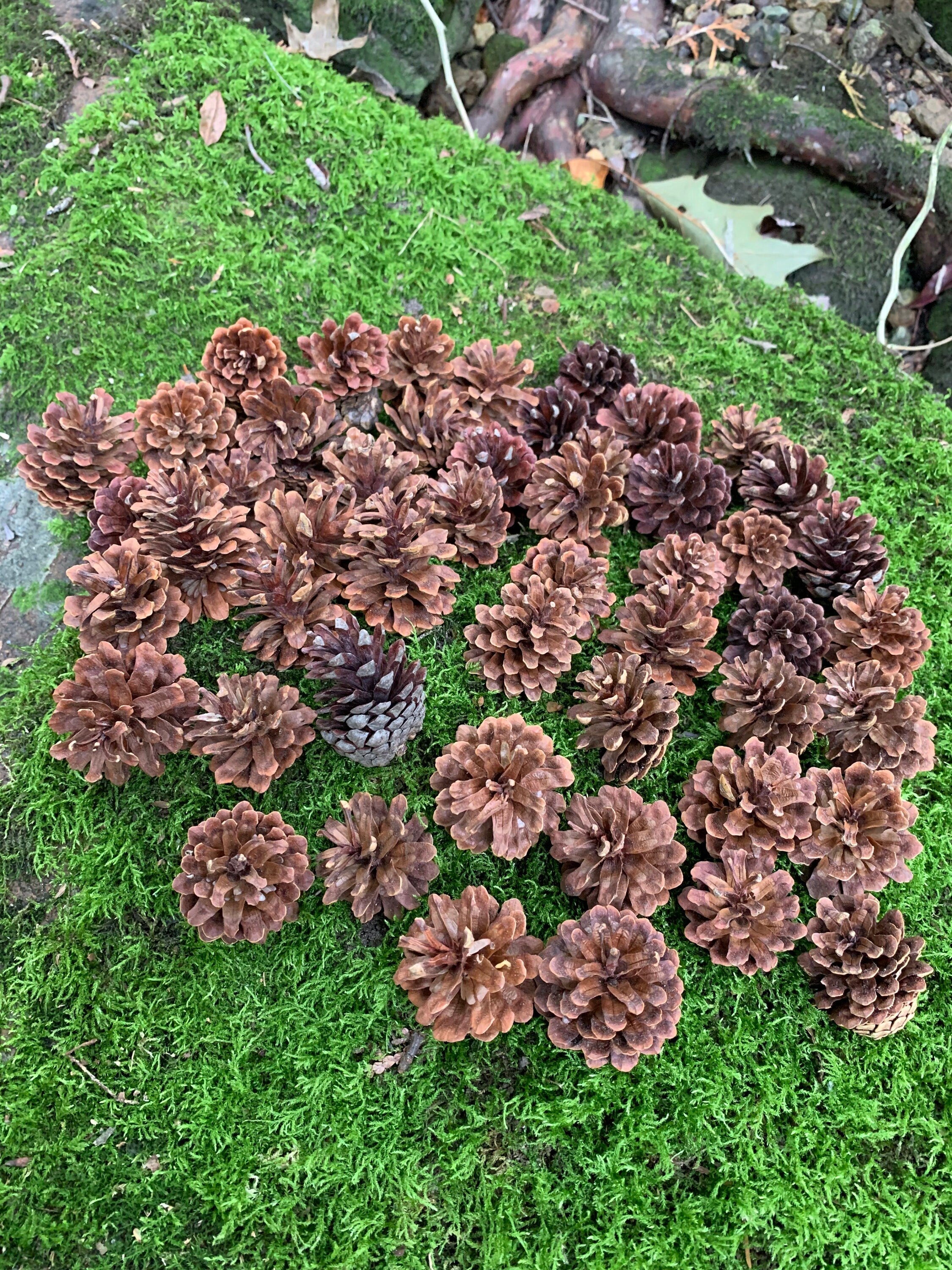 Jack Pine Cones, Jack Pine, Grey Pine, 50 Count