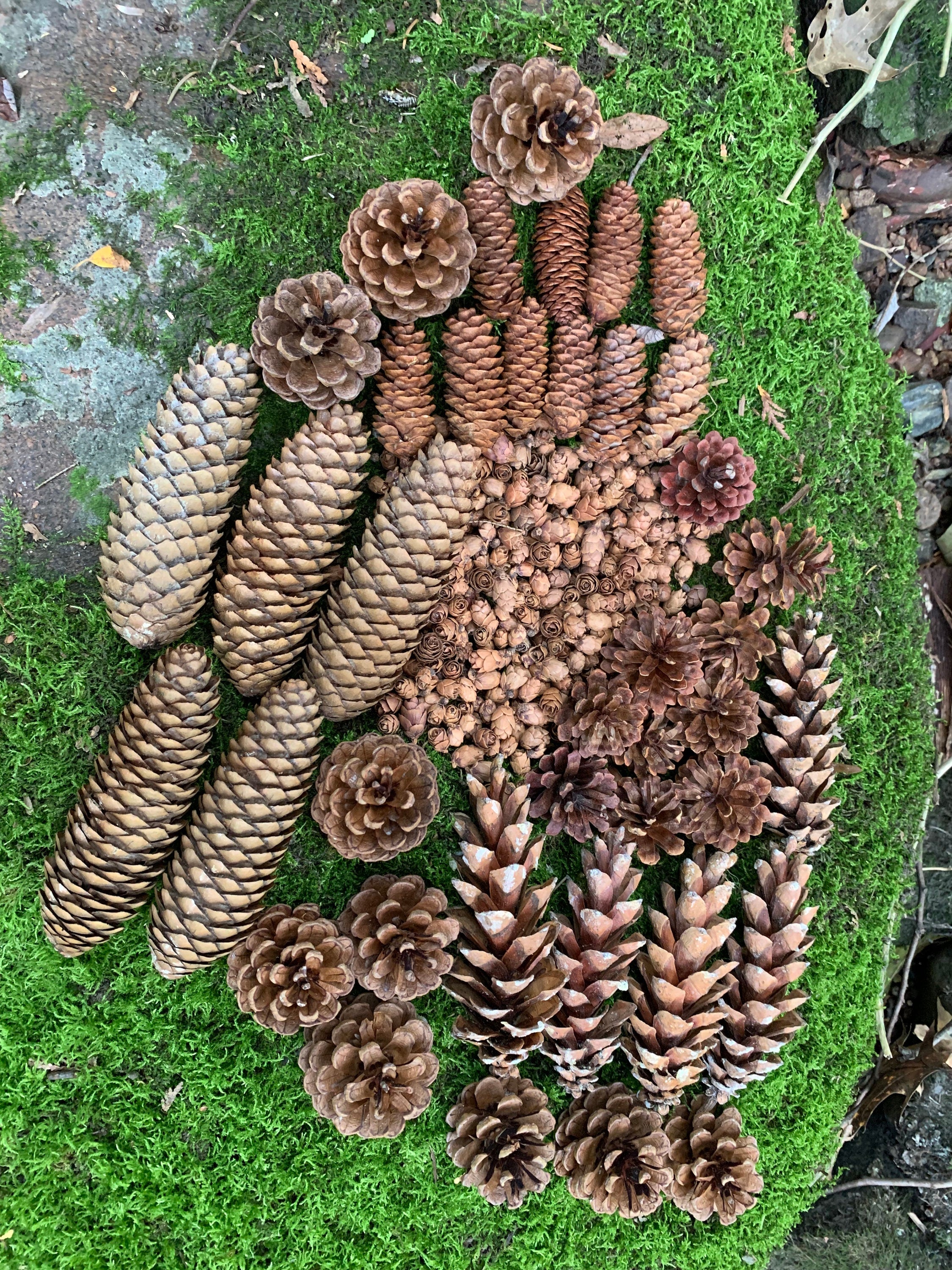 Pine Cone Assortment, 10 Red Pine, 5 White Pine, 5 Norway Spruce, 10 White Spruce, 10 Jack Pine, 2 Ounces of Tamarack Cones
