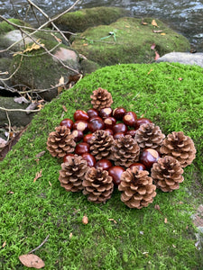 Pine Cones and Chestnuts Combo, Red Pine, Chestnuts/Buckeyes, 25 Buckeyes and 10 Red Pine Cones
