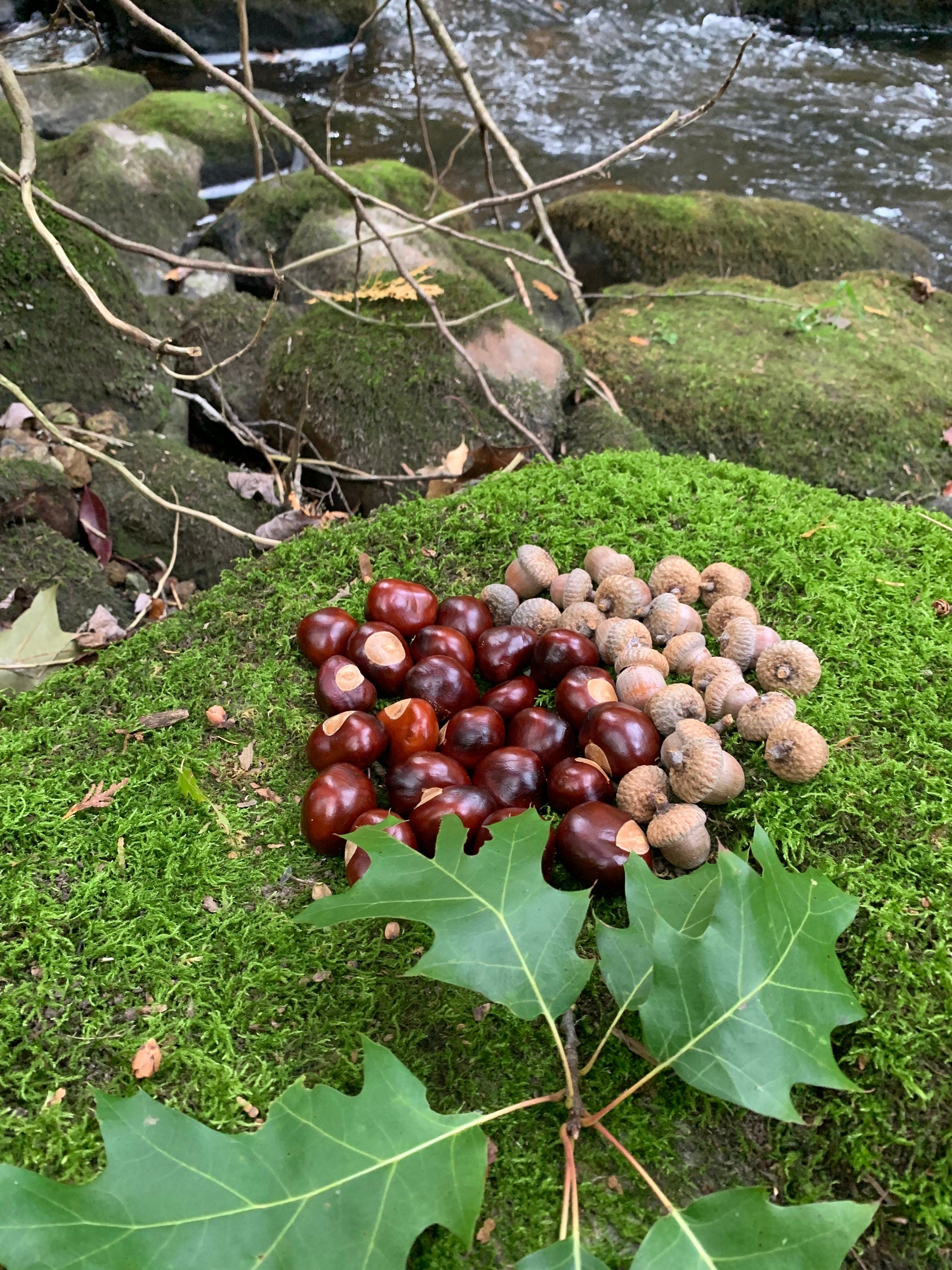 Chestnuts and Acorns Combo, Buckeys and Red Acorns, 25 of Each
