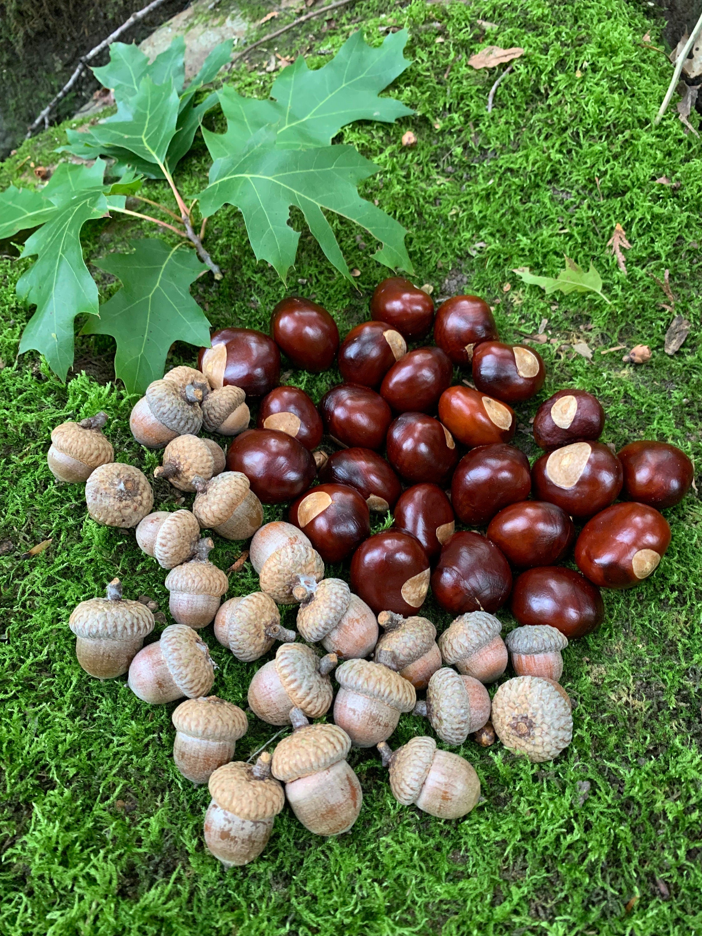 Chestnuts and Acorns Combo, Buckeys and Red Acorns, 25 of Each