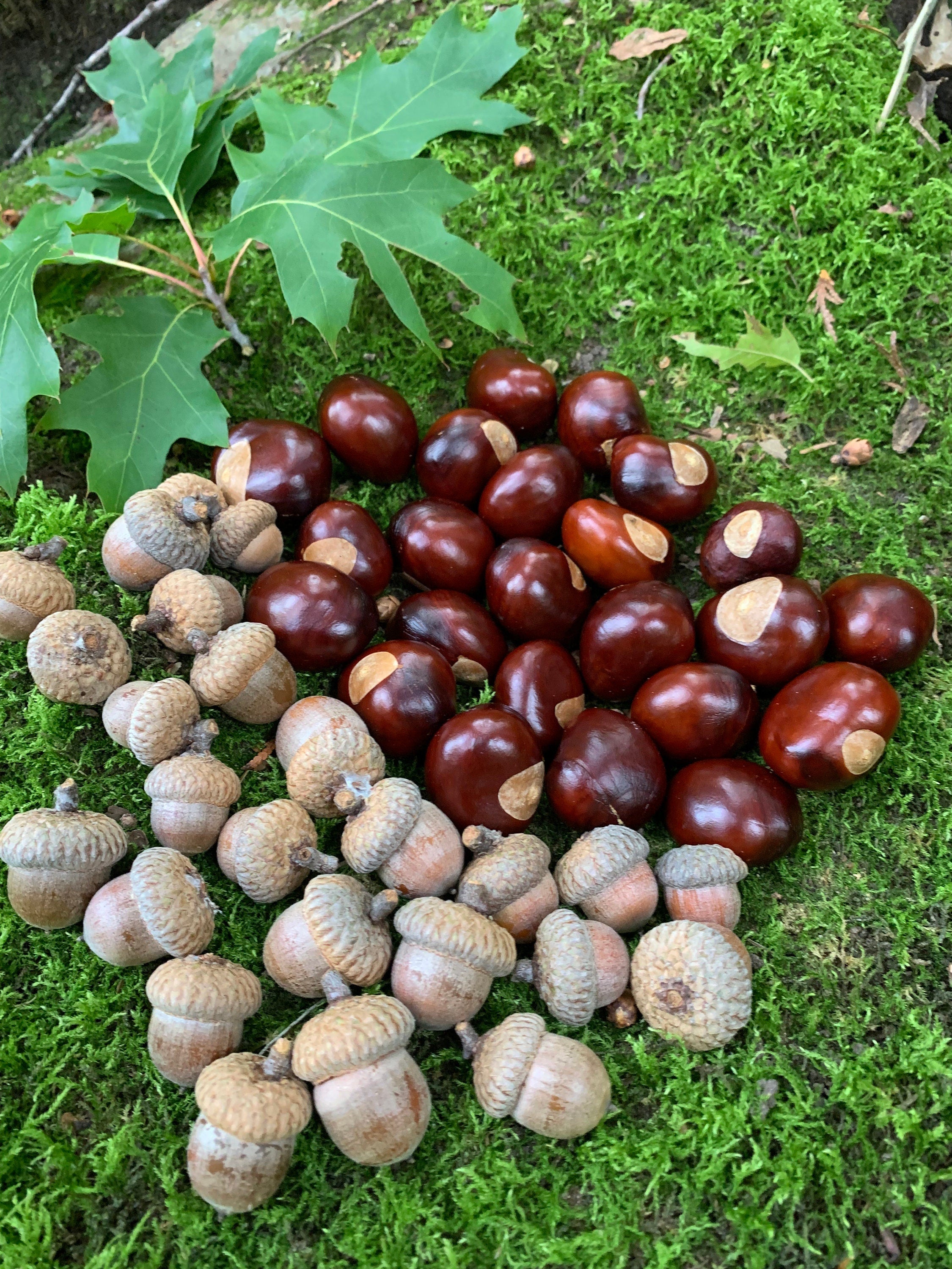 Chestnuts and Acorns Combo, Buckeys and Red Acorns, 25 of Each