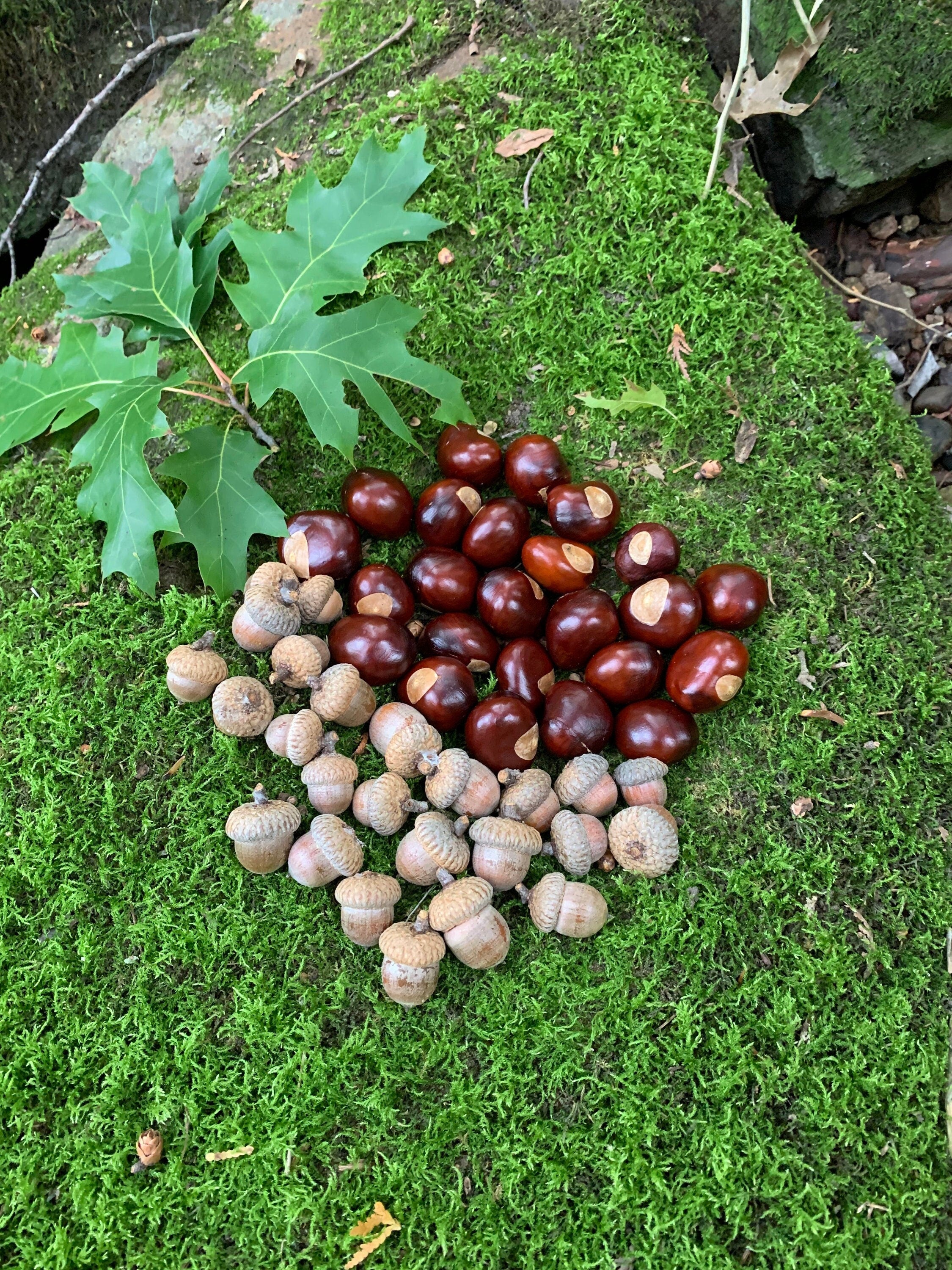 Chestnuts and Acorns Combo, Buckeys and Red Acorns, 25 of Each