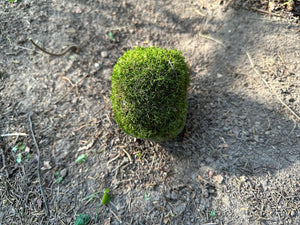 Mossy Rock, Rock With Live Moss, Moss Covered Rock, Approximately 4 Inches Long by 3.5 Inches Wide