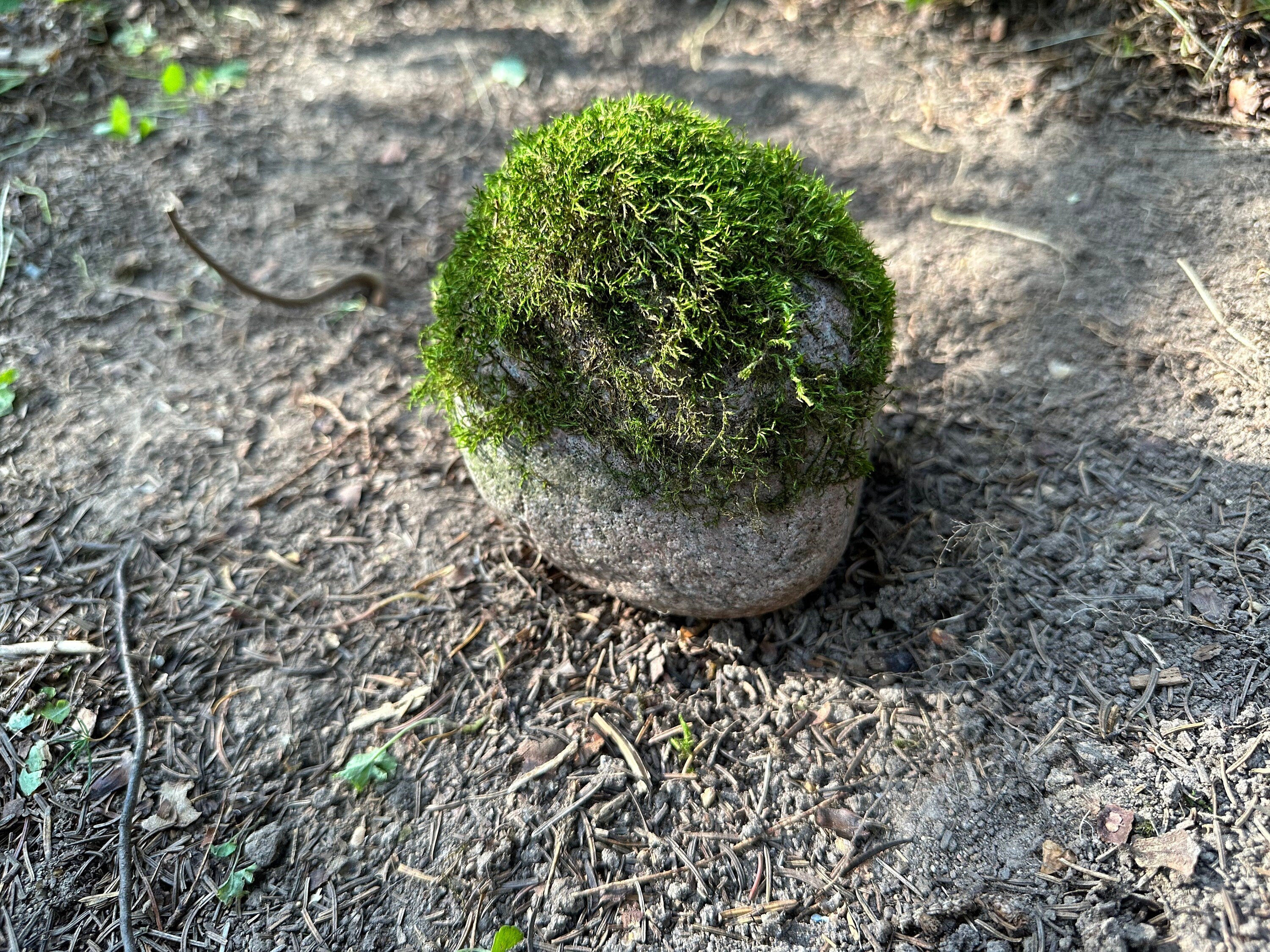 Mossy Rock, Rock With Live Moss, Moss Covered Rock, Approximately 4 Inches Long by 3.5 Inches Wide