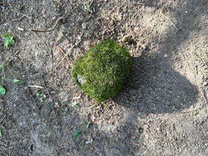 Mossy Rock, Rock With Live Moss, Moss Covered Rock, Approximately 4 Inches Long by 3.5 Inches Wide