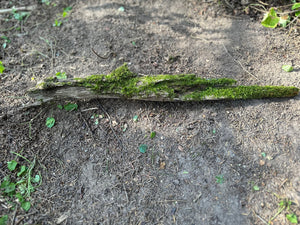 Moss Covered Log, Mossy Log, 22 Inches Long by 3 Inches Wide and 2 Inches High