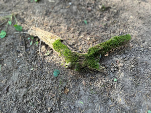 Mossy Stick, Moss on a Stick, Approximately 10 Inches Long x 2 Inches Wide x About 1.5 Inches High