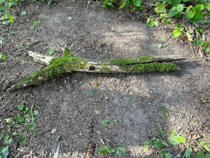 Mossy Log, Split Moss Covered Log,  26 Inches Long by 7 Inches Wide and 2 Inches High