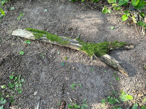 Mossy Log, Split Moss Covered Log,  26 Inches Long by 7 Inches Wide and 2 Inches High