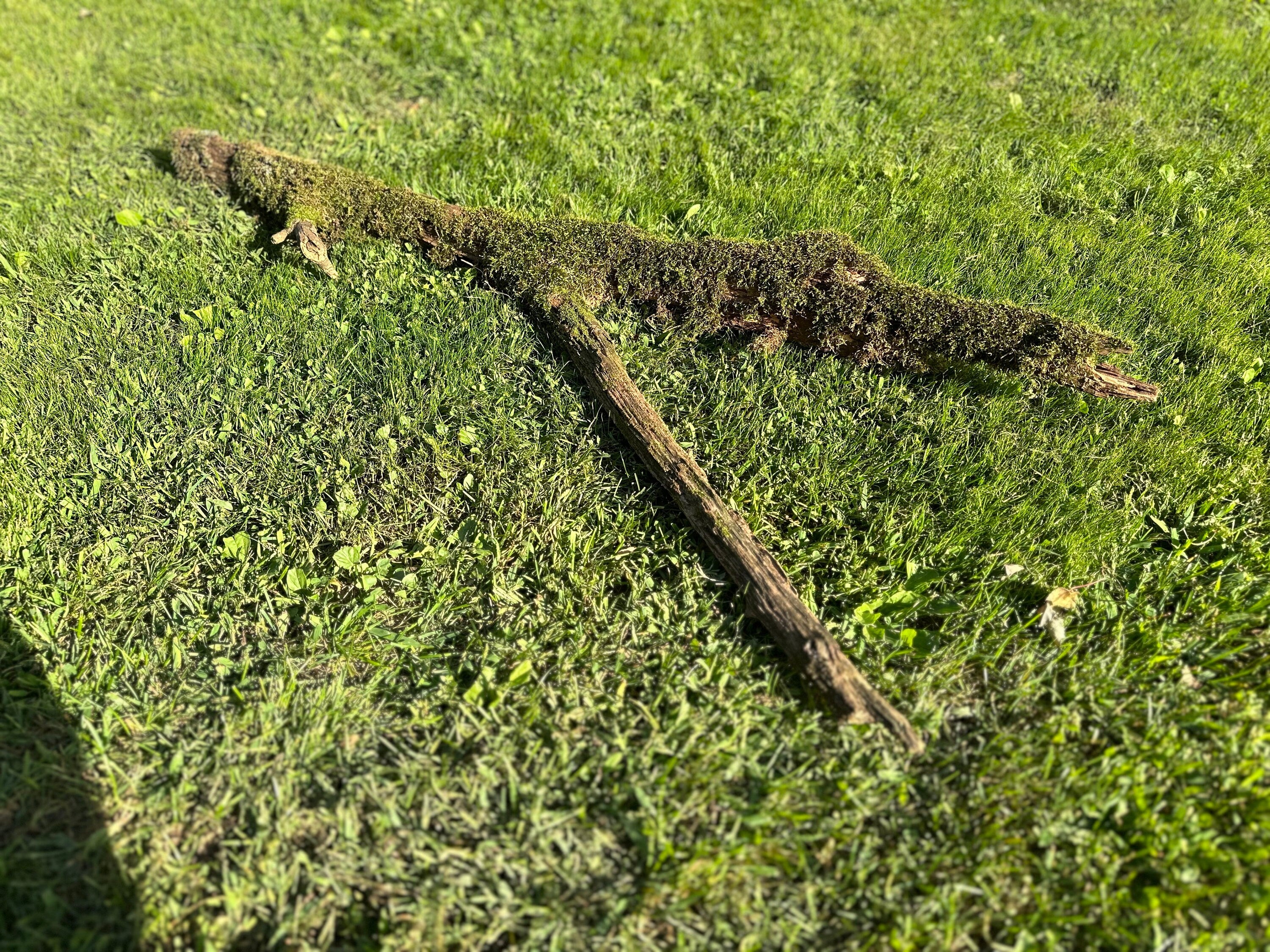 Moss Log, Y-Shaped Live Moss on a Log, Mossy Log, Approximately 53 Inches Long with a Width of 17.5 Inches and About 3 Inches High