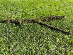 Moss Log, Y-Shaped Live Moss on a Log, Mossy Log, Approximately 53 Inches Long with a Width of 17.5 Inches and About 3 Inches High