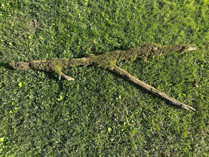 Moss Log, Y-Shaped Live Moss on a Log, Mossy Log, Approximately 53 Inches Long with a Width of 17.5 Inches and About 3 Inches High