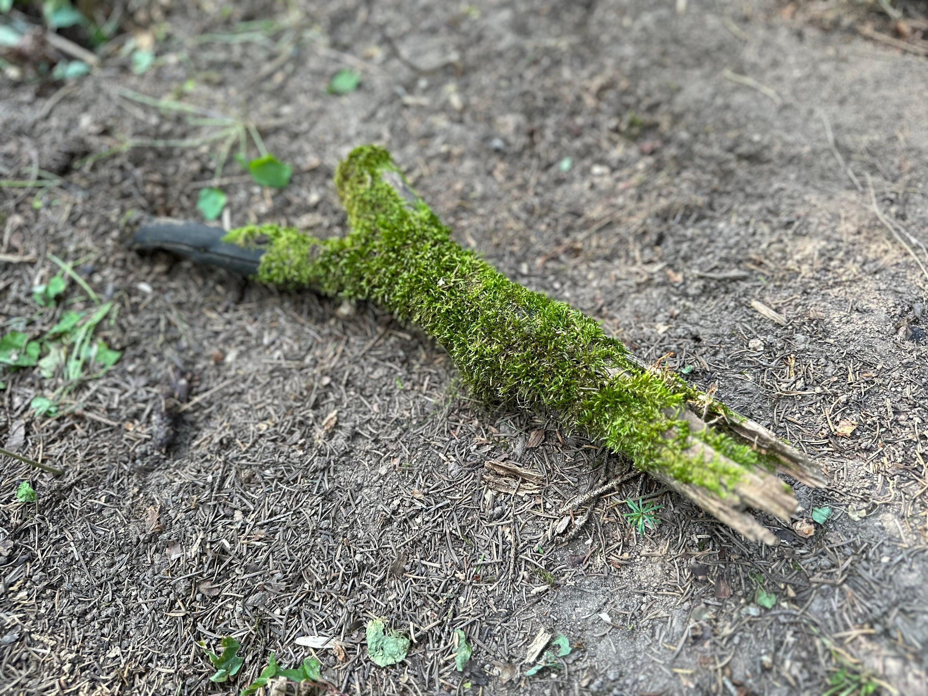 Mossy Log, Real Moss Covered Log, 16.5 Inches Long by 2 Inches Wide and 1.5 Inches High