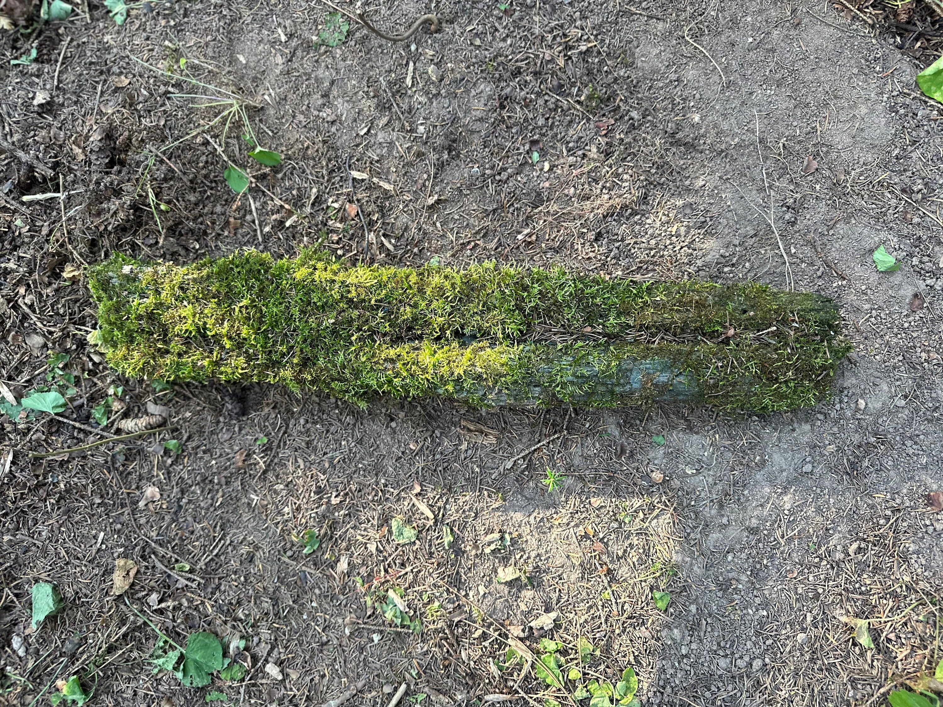 Mossy Log, Real Moss on Blue Decaying Log, 22 Inches Long by 4 Inches Wide and 2 Inches High