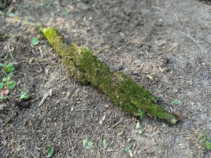 Moss Covered Bark, Mossy Bark, Approximately 17.5 Inches Long by 3 Inches Wide and 1/2 Inch High