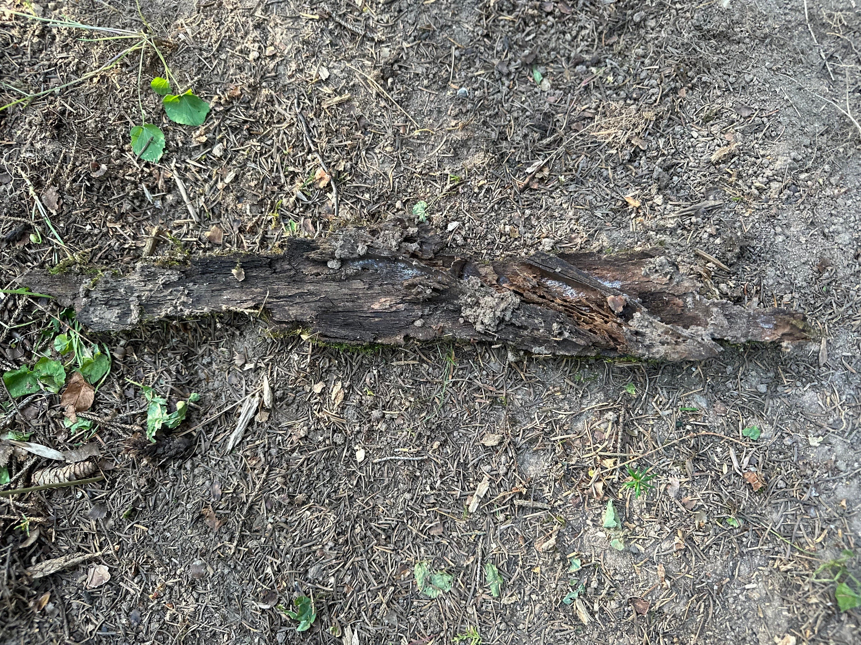 Moss Covered Bark, Mossy Bark, Approximately 17.5 Inches Long by 3 Inches Wide and 1/2 Inch High