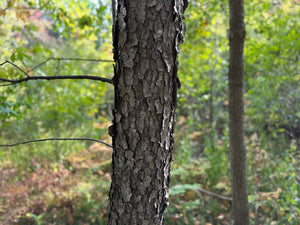 Cherry Logs, 6 Inches Long, Choose Diameter, Black Cherry, American Cherry, Prunus Serotina