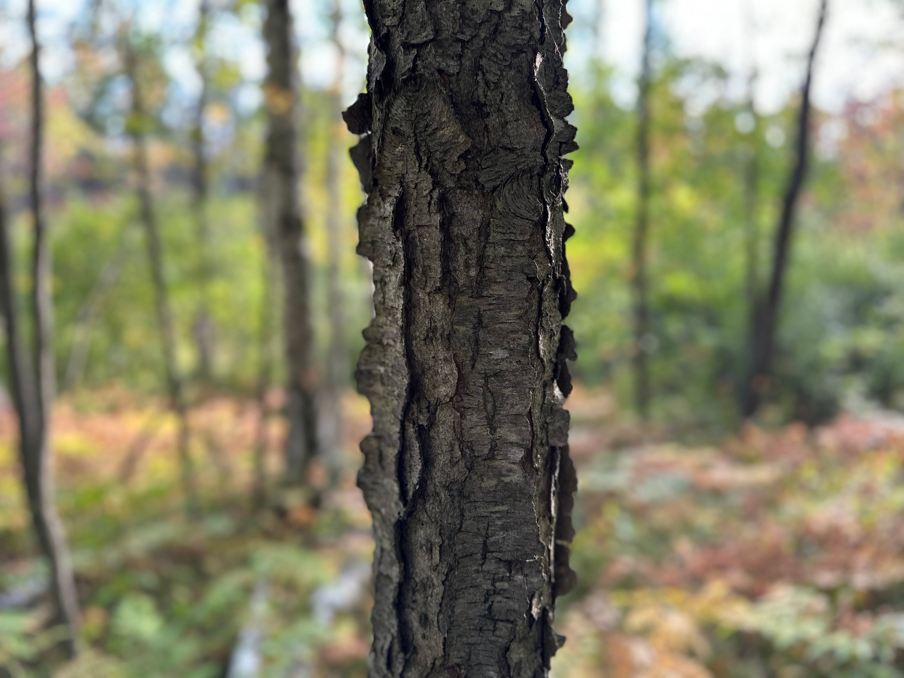 Cherry Logs, 9 Inches Long, Choose Diameter, Black Cherry, American Cherry, Prunus Serotina