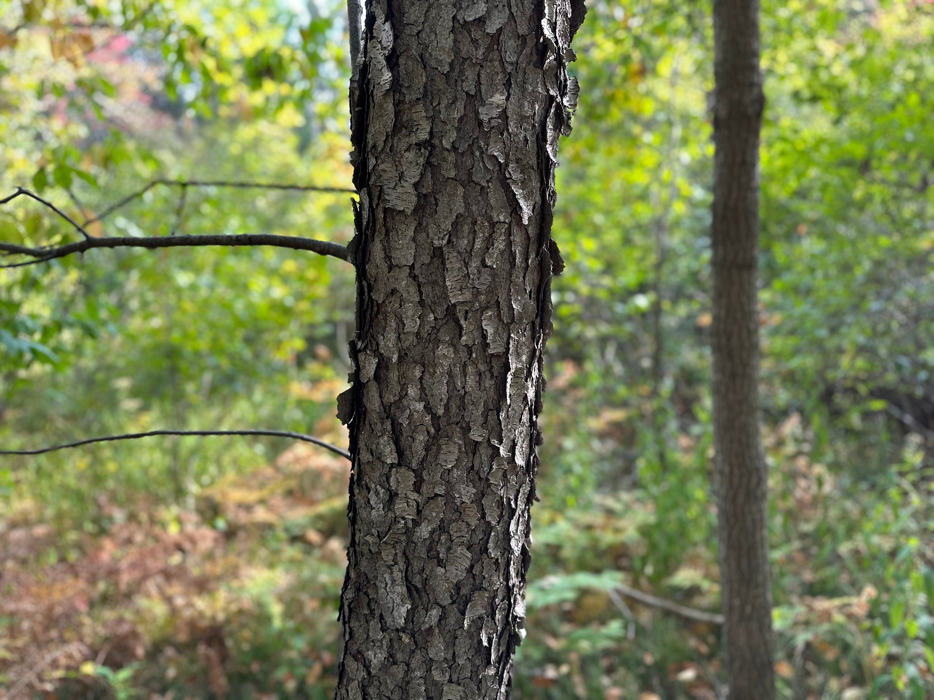 Cherry Log, 36 Inches Long, Choose Diameter, Black Cherry, American Cherry, Prunus Serotina