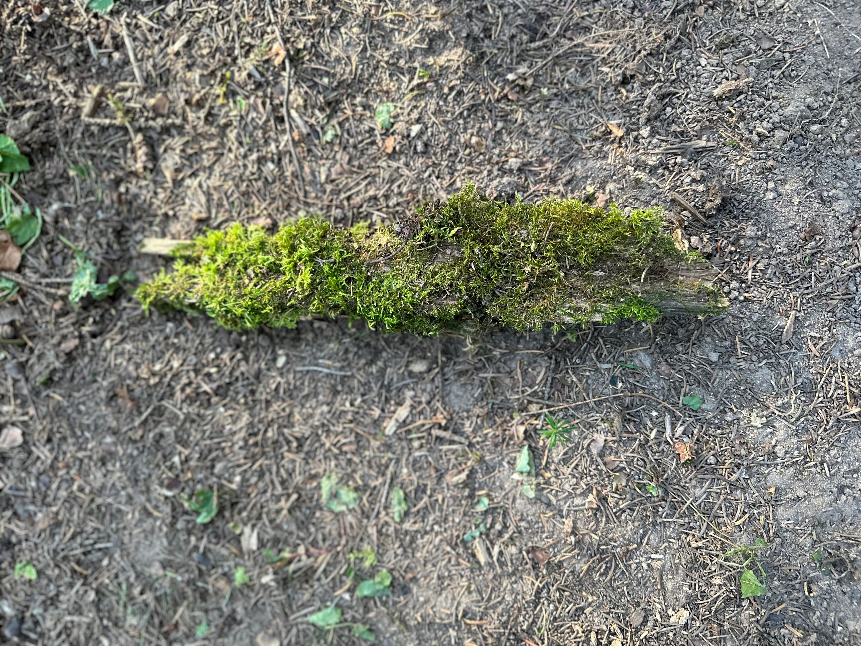 Mossy Bark, Moss Bark Approximately 12 Inches Long x 2.5 Inches Wide